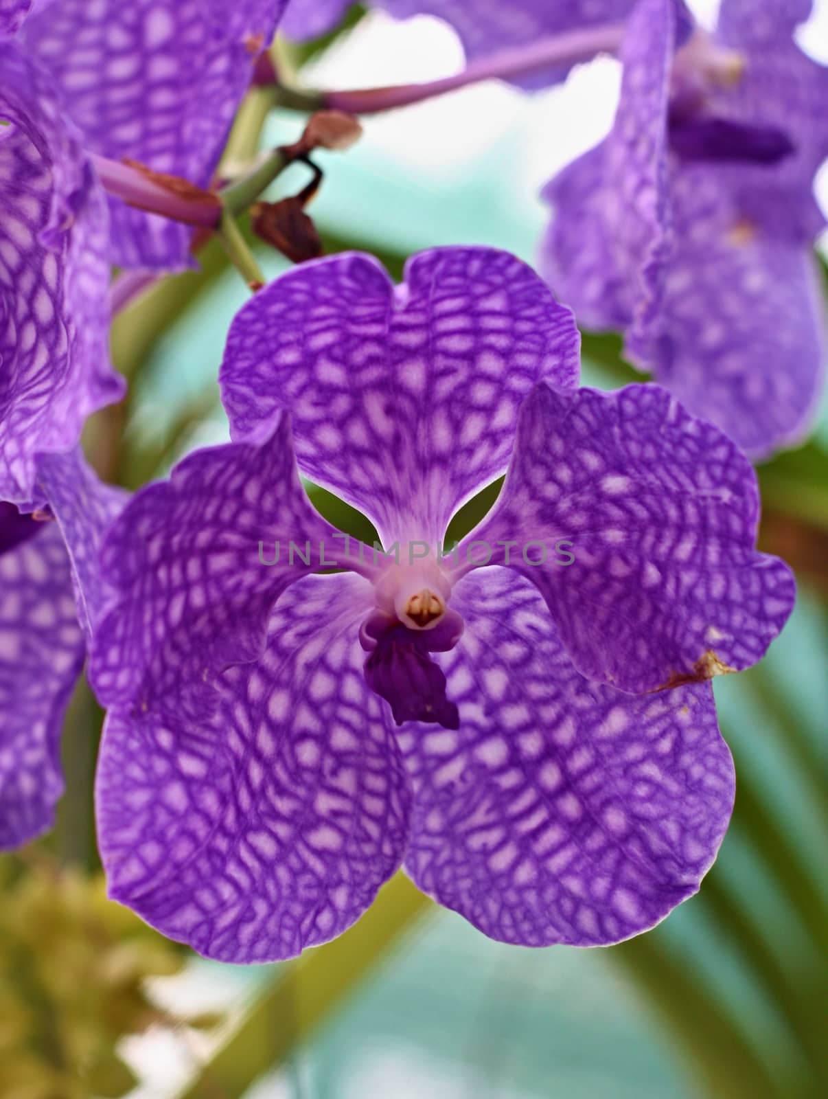 Big flower of beautiful violet orchid