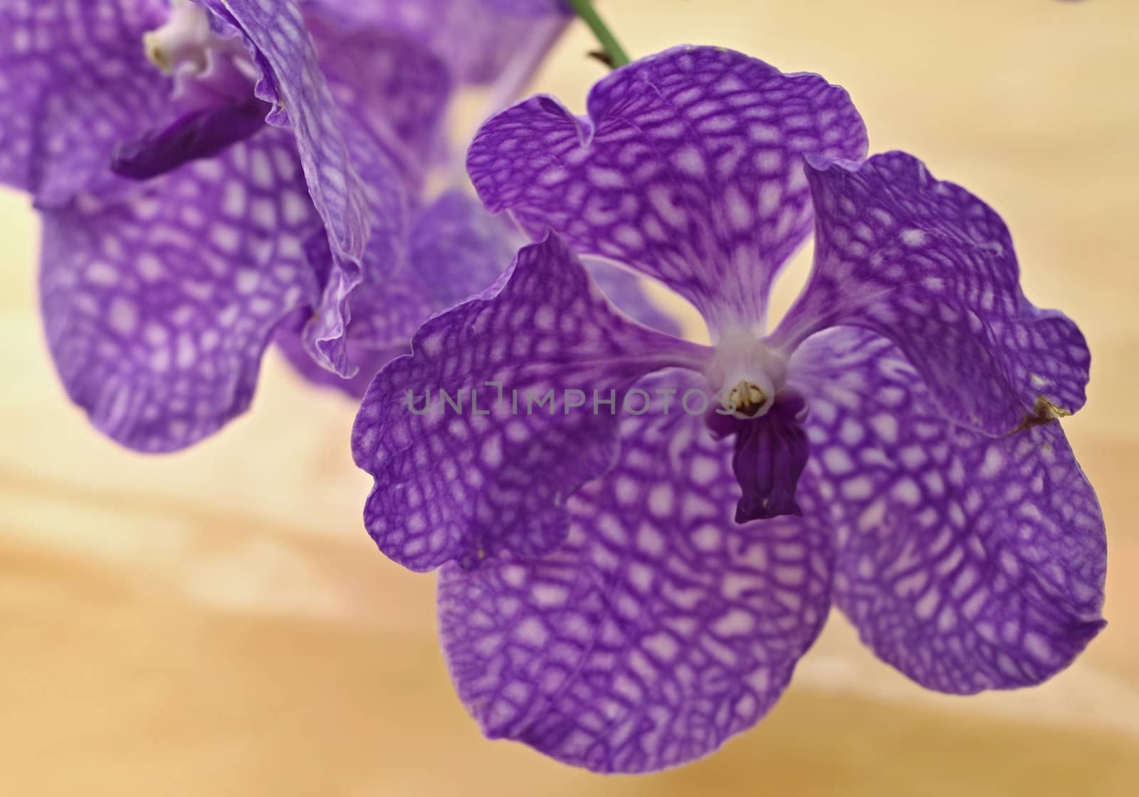 Beautiful and big flower of violet orchidea