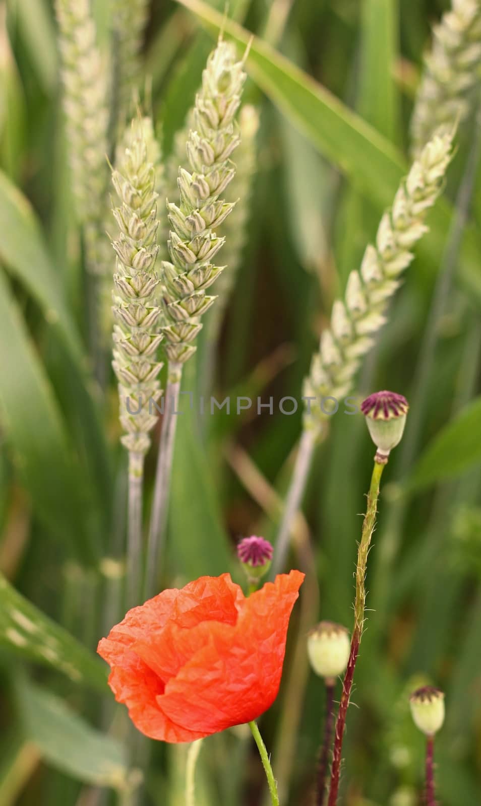 Young Grain and red poppy on green background 