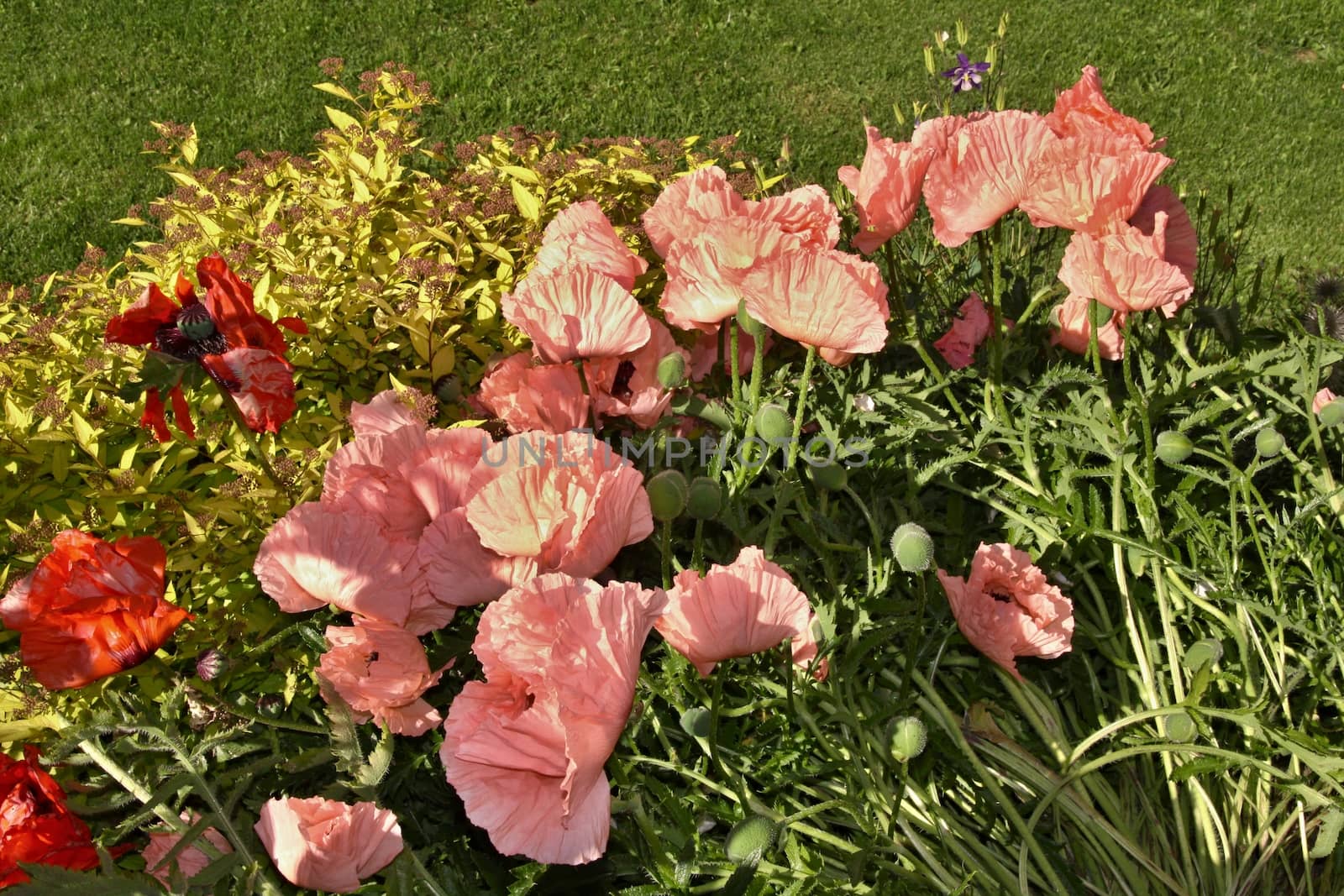 Rose and red weed with green leaves