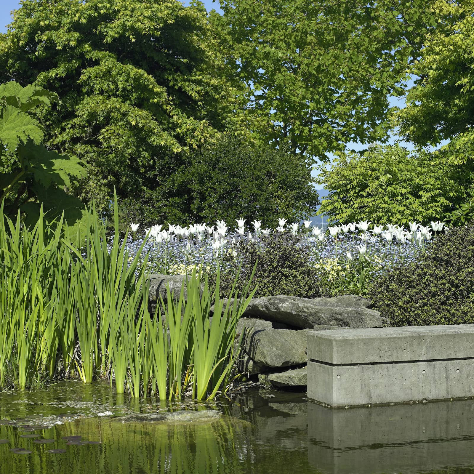 Garden with pond and plants by mmm