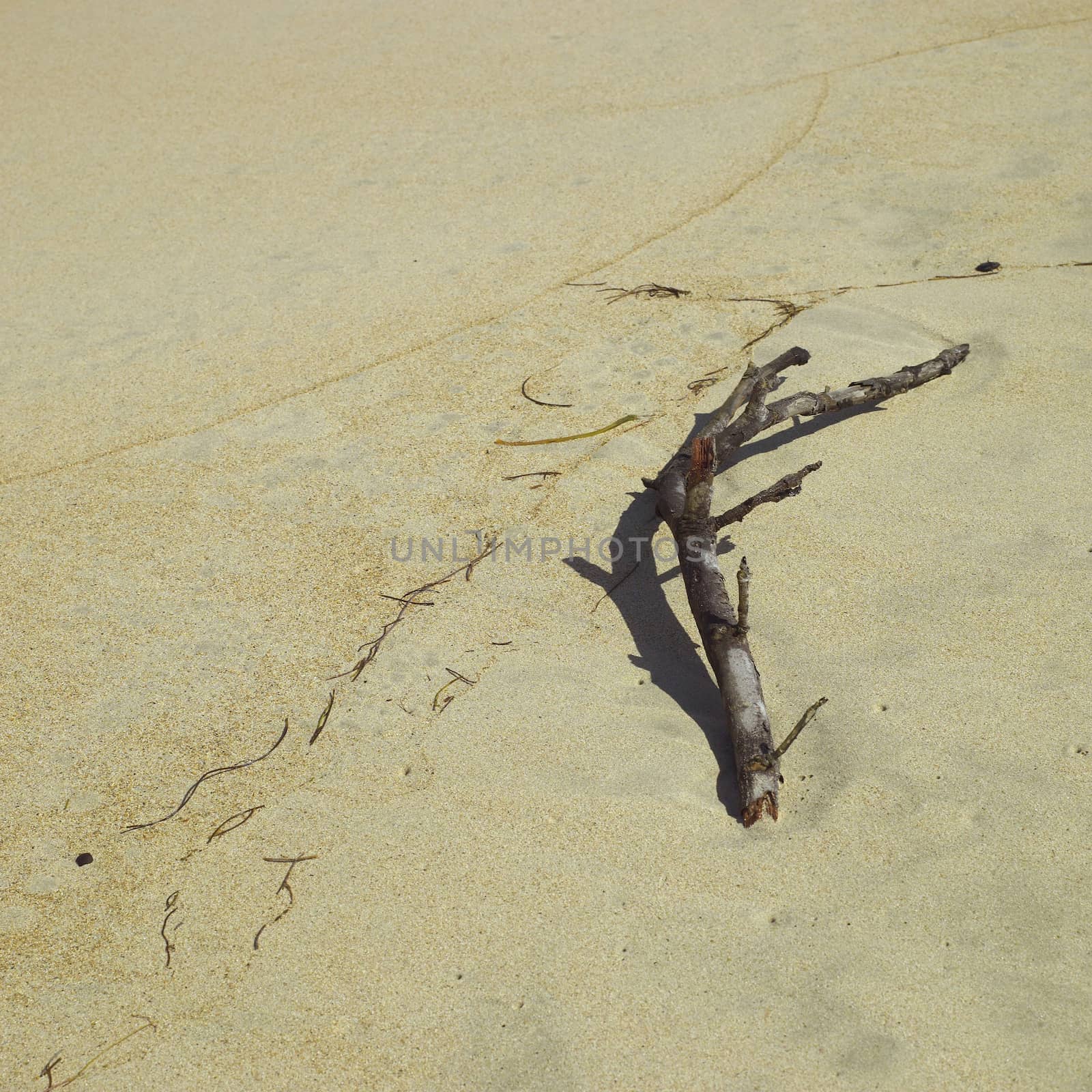 Branch on sand by mmm