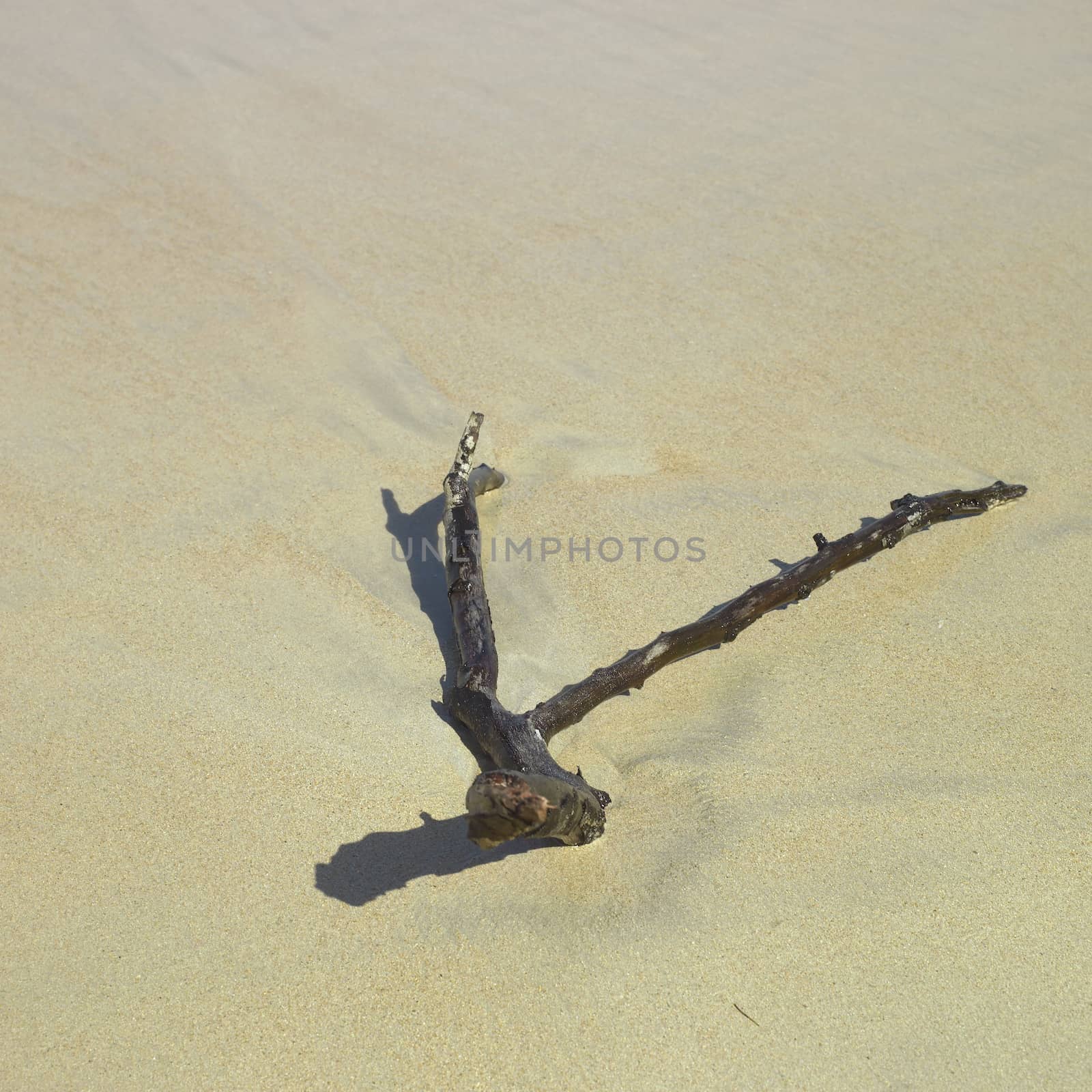 Dark branch on a sandy beach