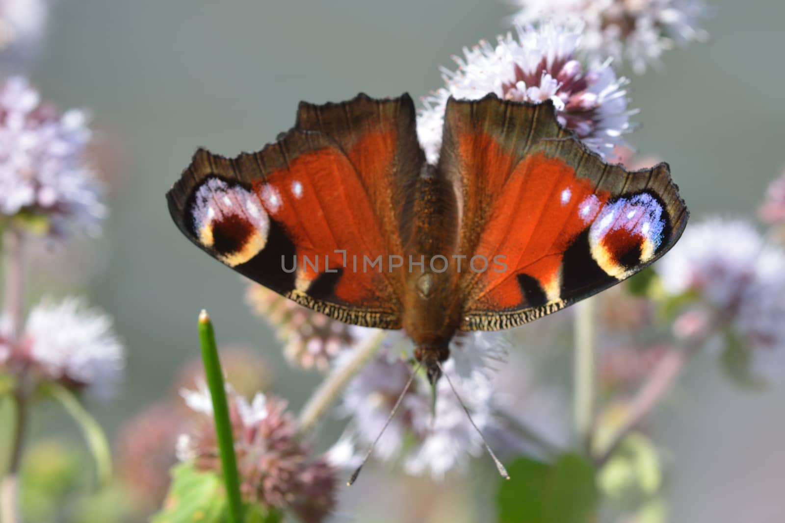 Detail of Peacock Butterfly by pauws99