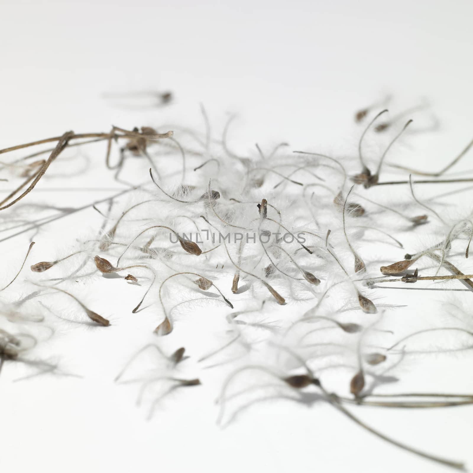 Seeds with feather like part on a white background