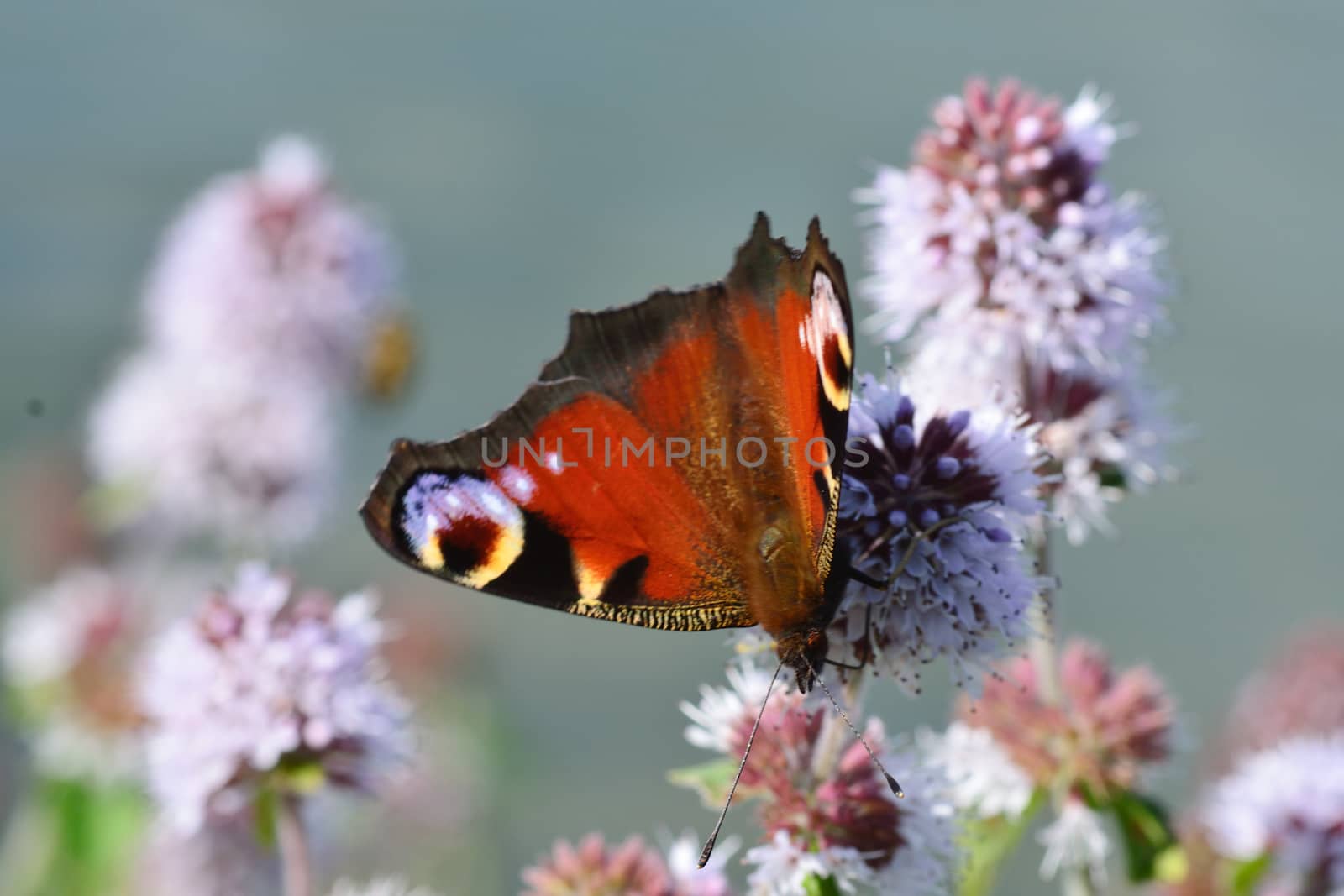 Peacock Butterfly resting on flower