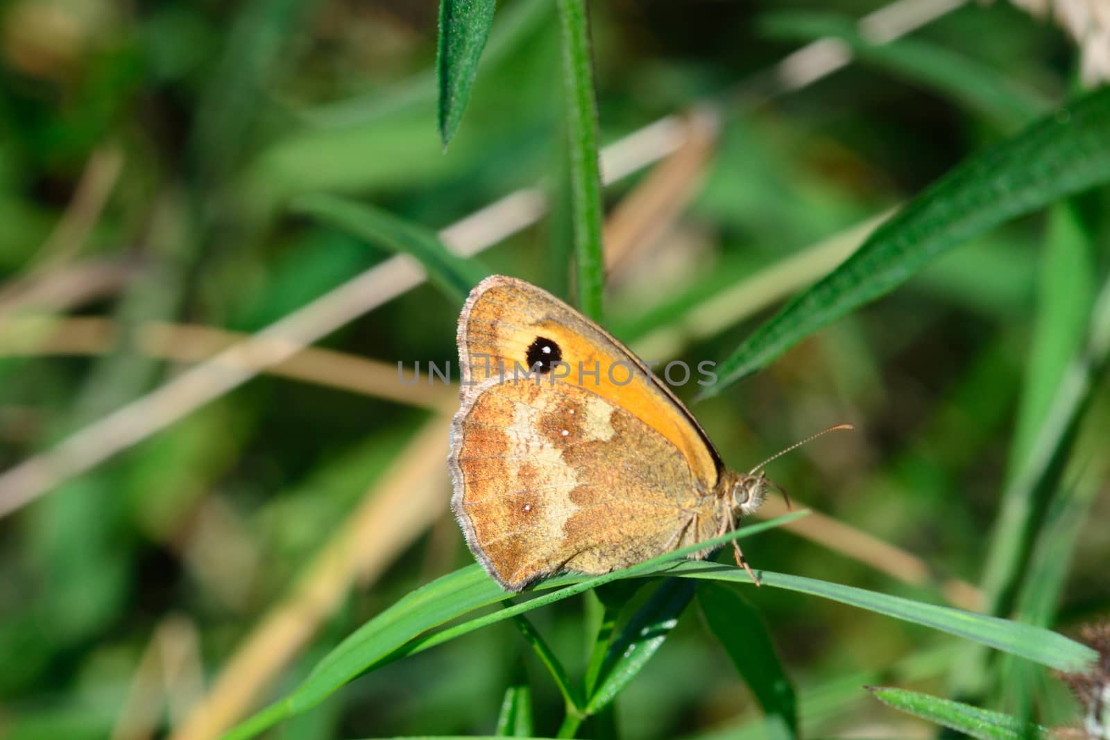 Small Heath Butterfly