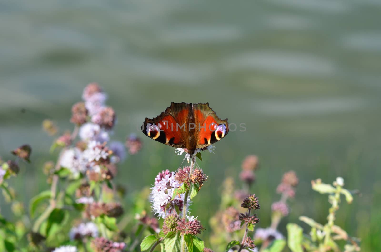 Peacock Butterfly on plant by pauws99