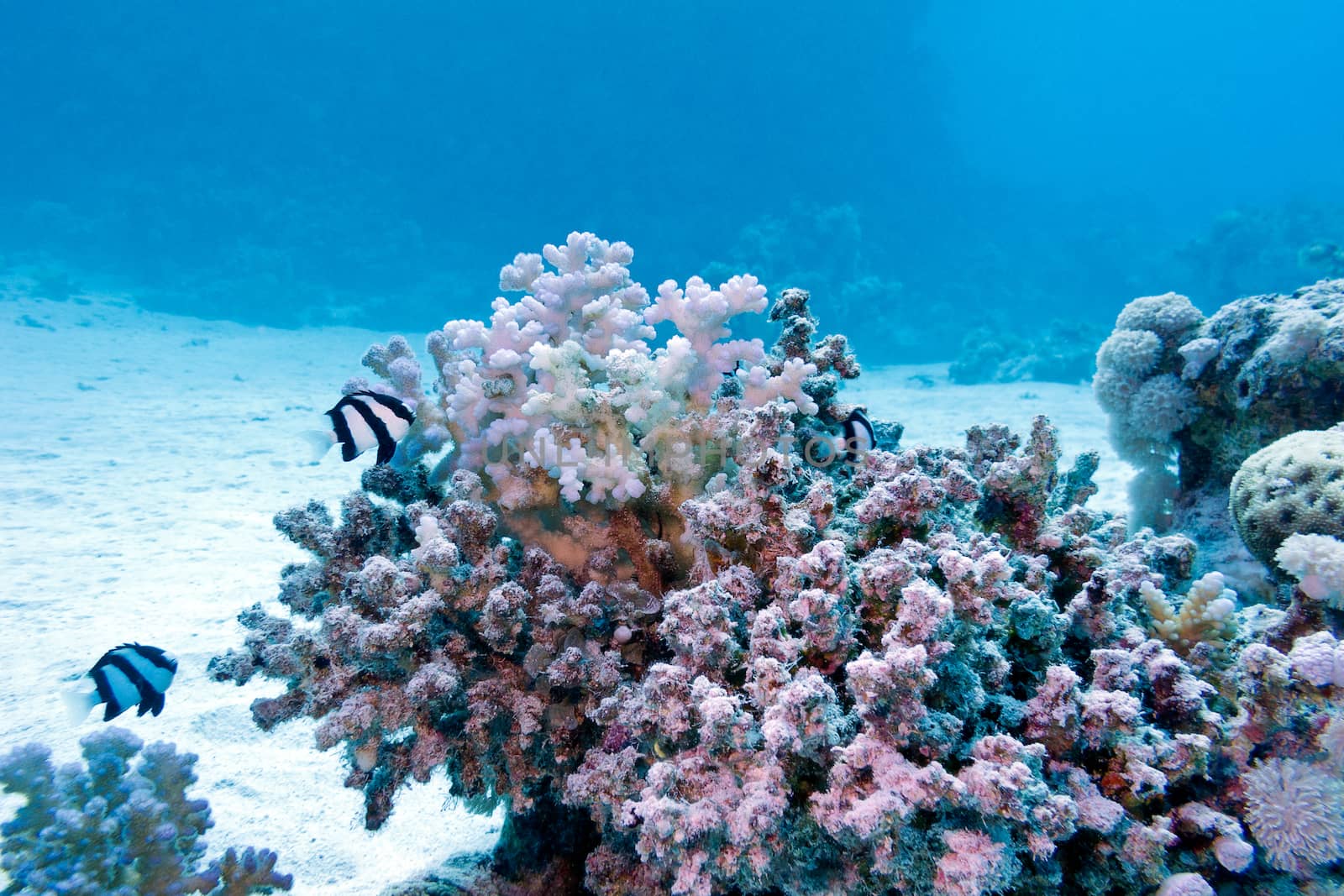 coral reef with hard coral and exotic fishes white-tailed damselfish  at the bottom of tropical sea  on blue water background