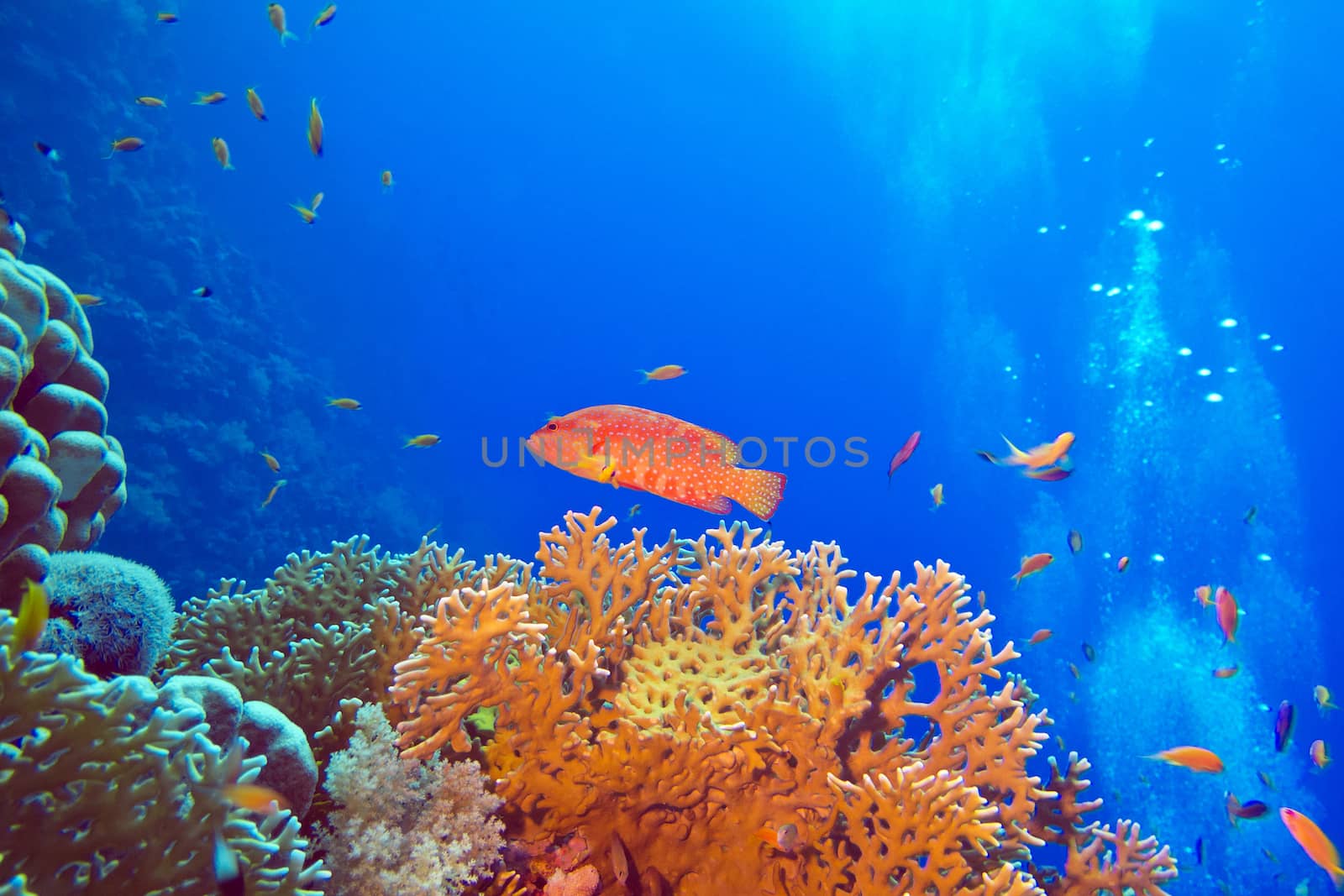 coral reef with red exotic fish cephalopholis at the bottom of tropical sea by mychadre77