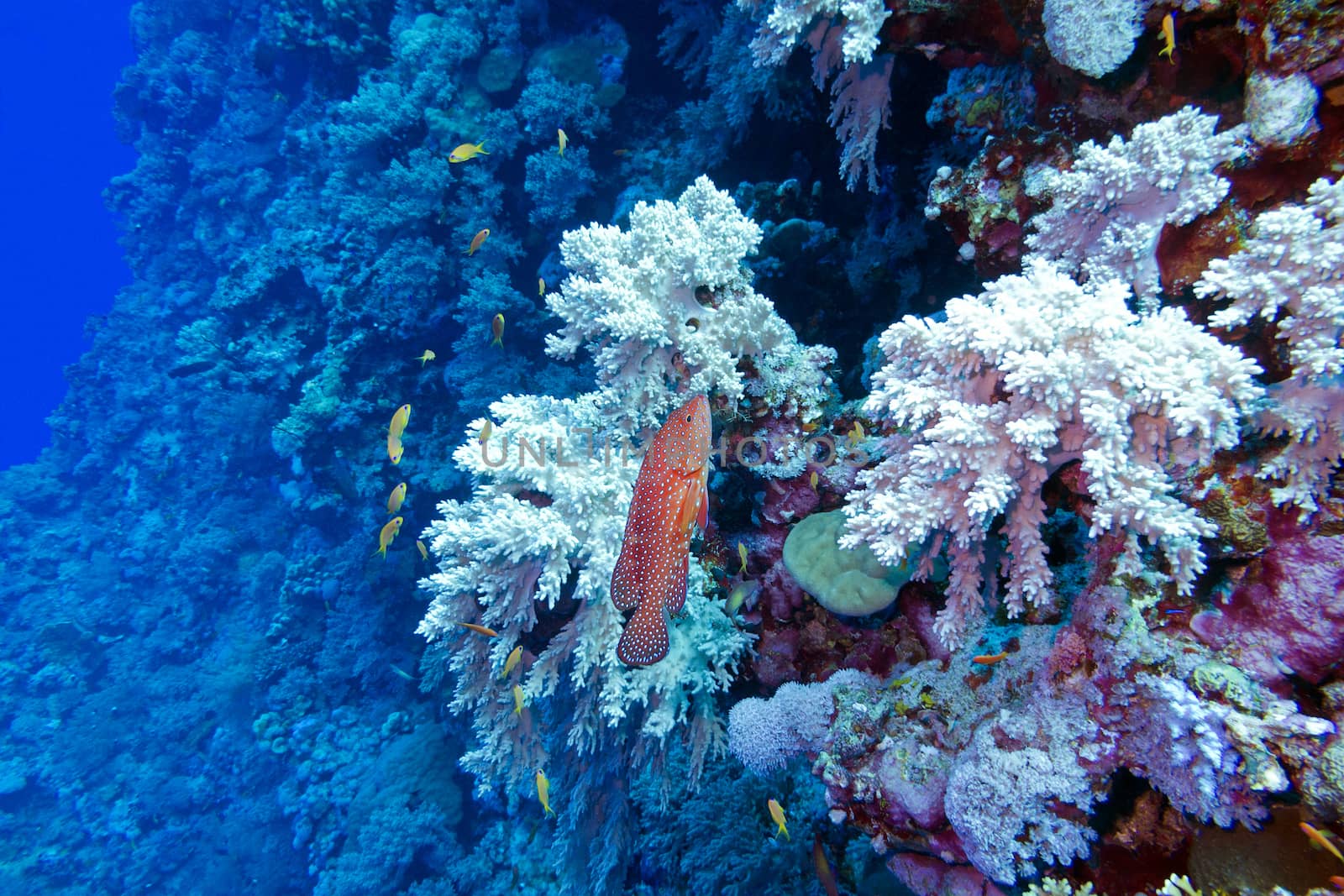 coral reef with red exotic fish cephalopholis at the bottom of tropical sea