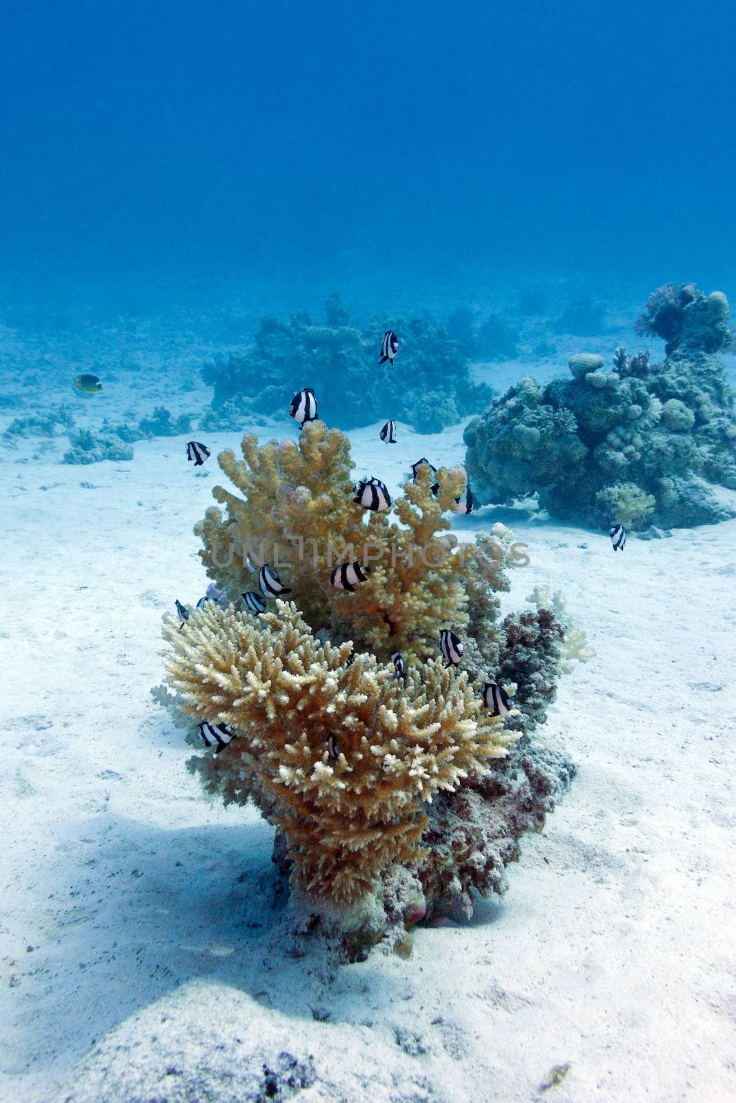 coral reef with hard coral and exotic fishes white-tailed damselfish  at the bottom of tropical sea  on blue water background by mychadre77