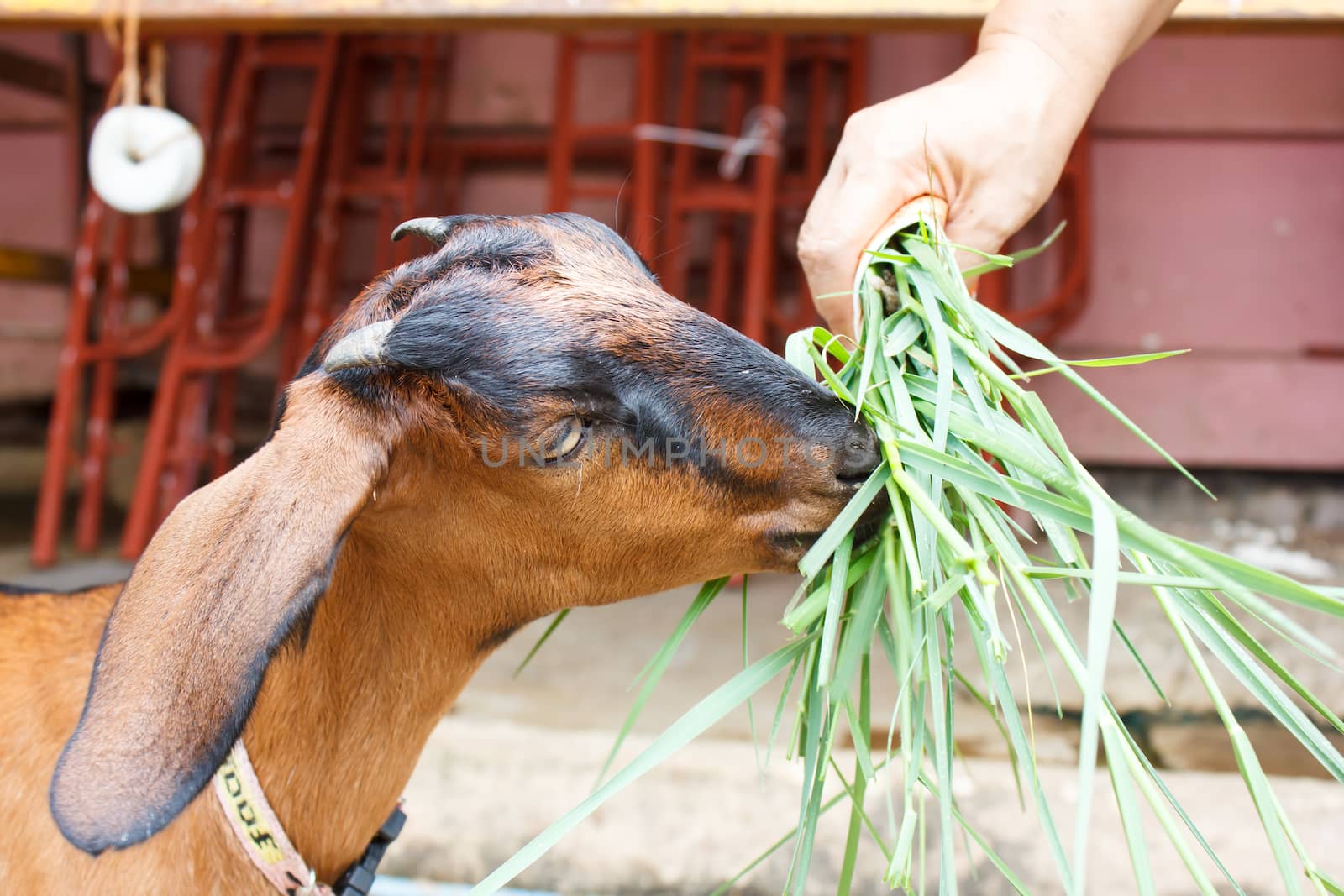 Brown side of goat eating green grass