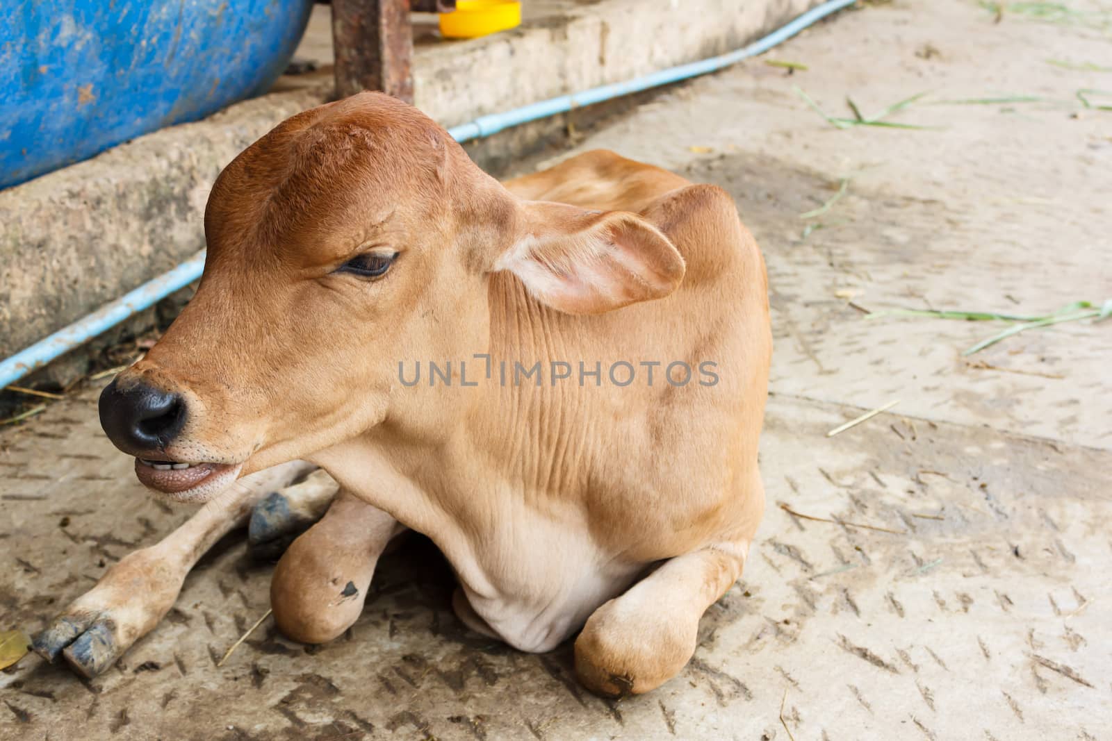brown calf sitting in farm