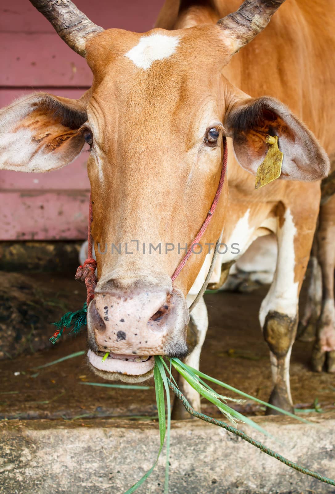 brown thai cow eating grass in its mouth  by vitawin