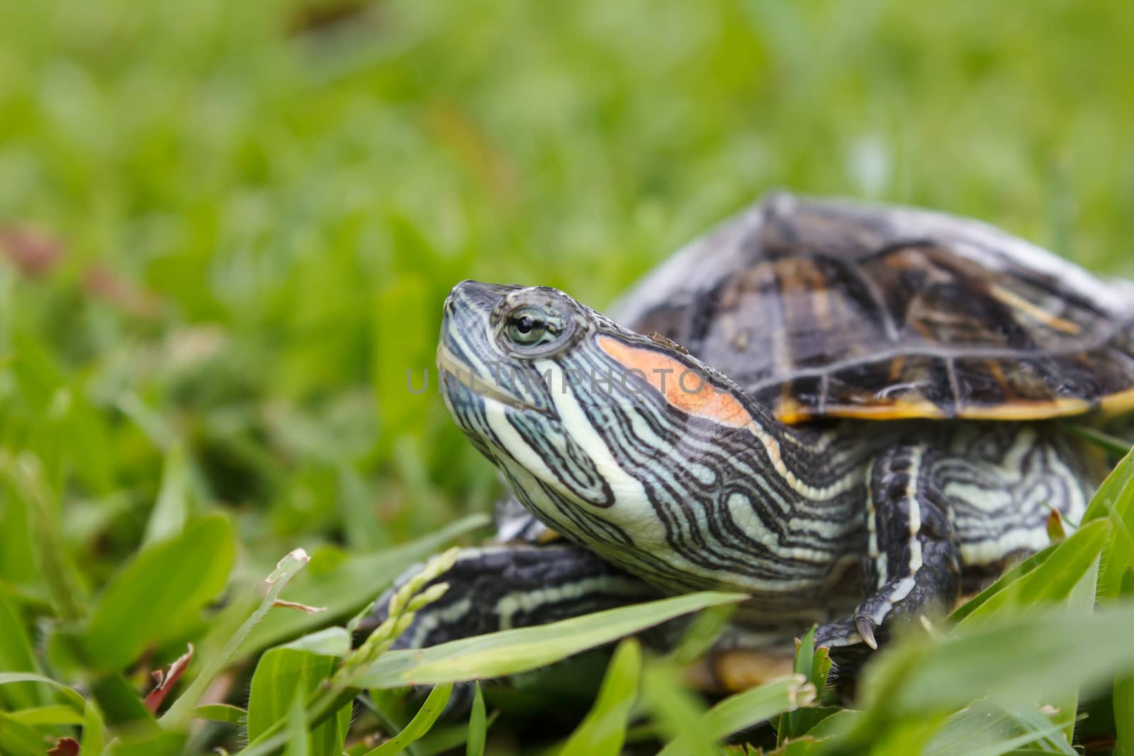 Red Eared Slider Turtle  (Trachemys scripta elegans)  on grass