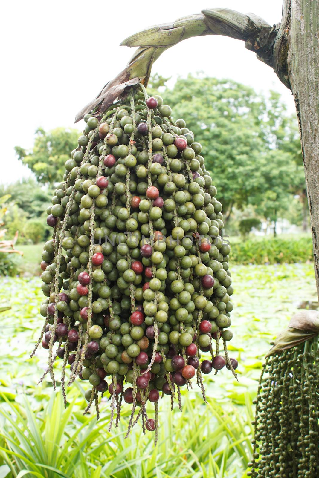 Betel Nuts Tree by vitawin