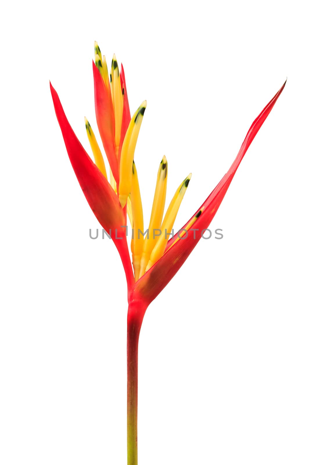 Heliconia psittacorum 'Lady Di' (Heliconia, Lady Di Heliconia, Parakeet Flower) isolated on white background