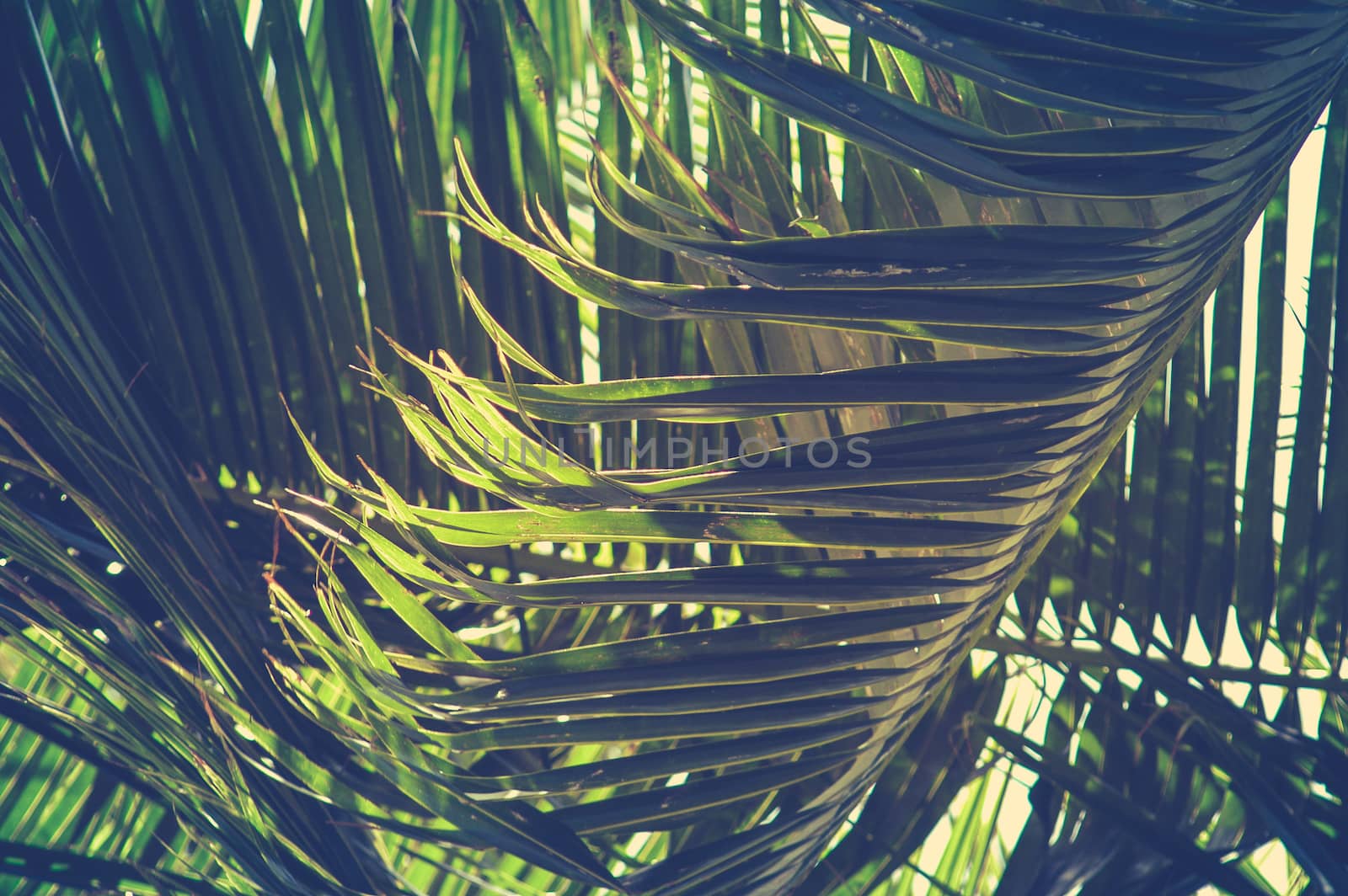 Close Up Of Retro Filtered Style Palm Tree In Hawaii