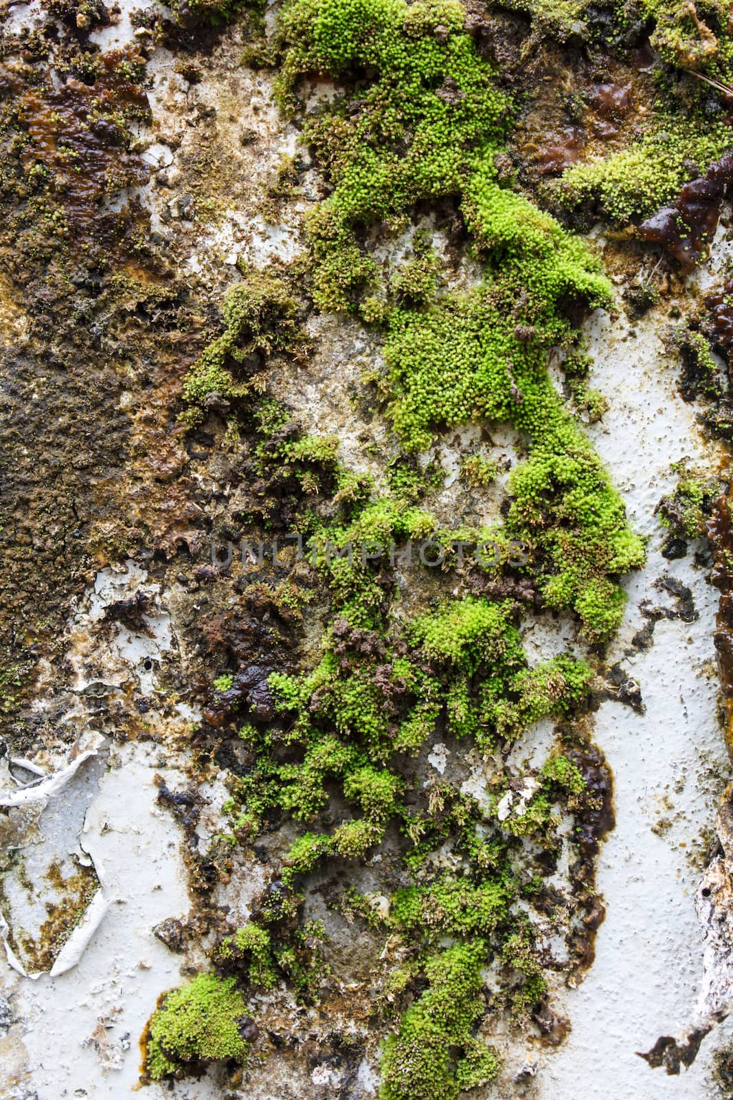 Texture of green moss with white wall background