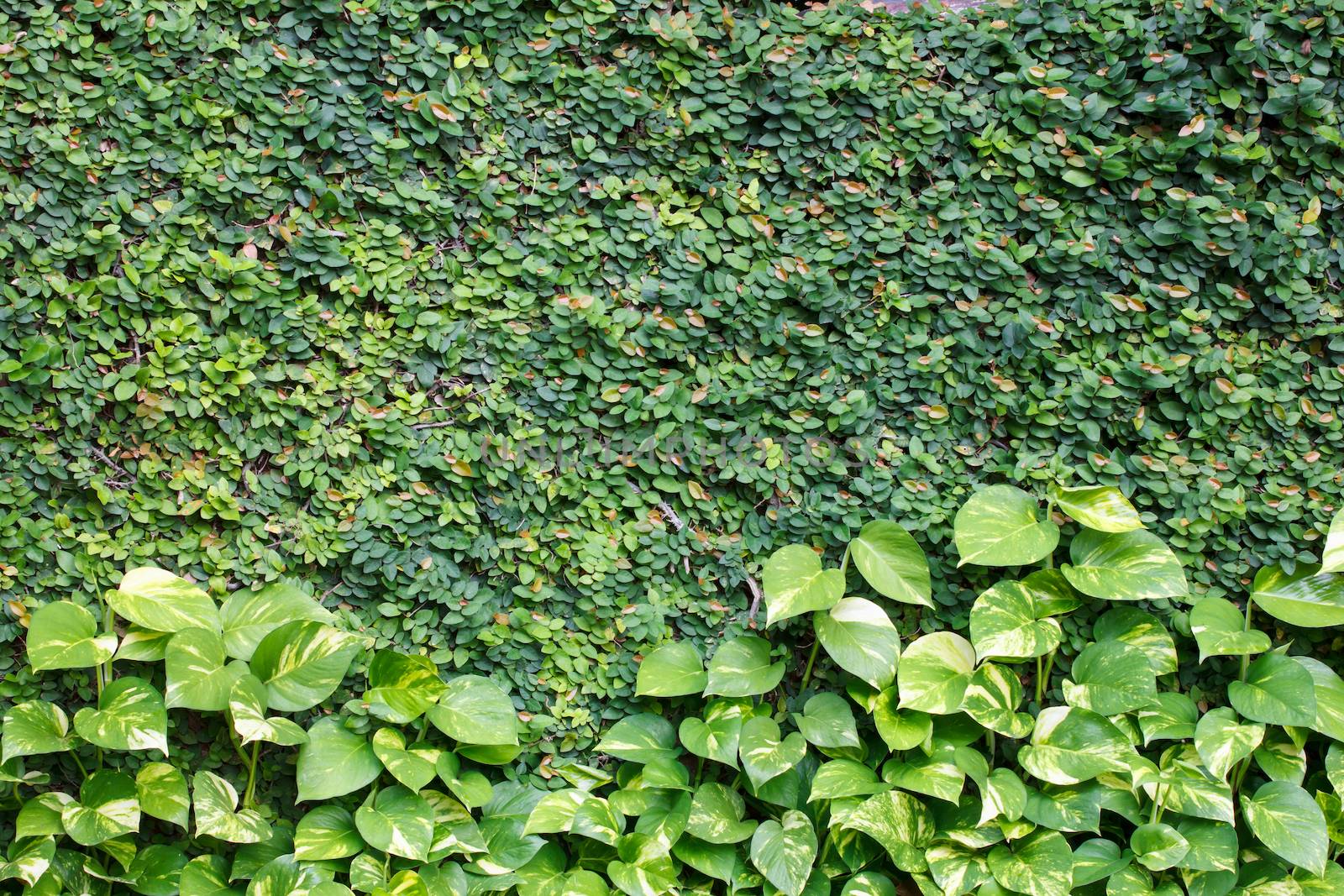 climbing fig leaves on the wall with golden Pothos,Devil's lvy