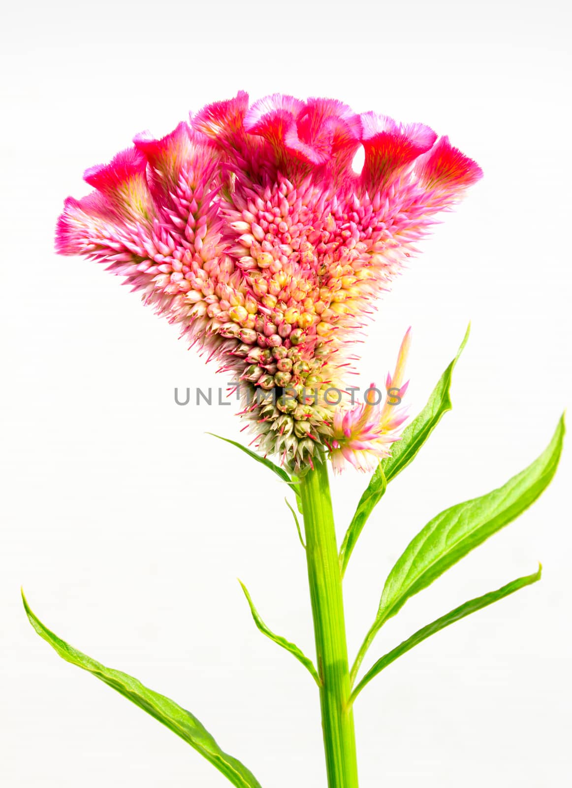 AMARANTHACEAE,Wool flower,
Cockscomb isolated on white background