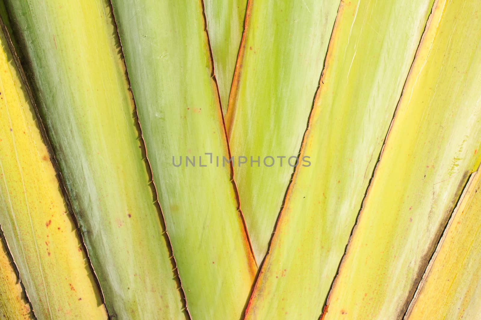 texture of banana's stalk (Traveler palm) by vitawin