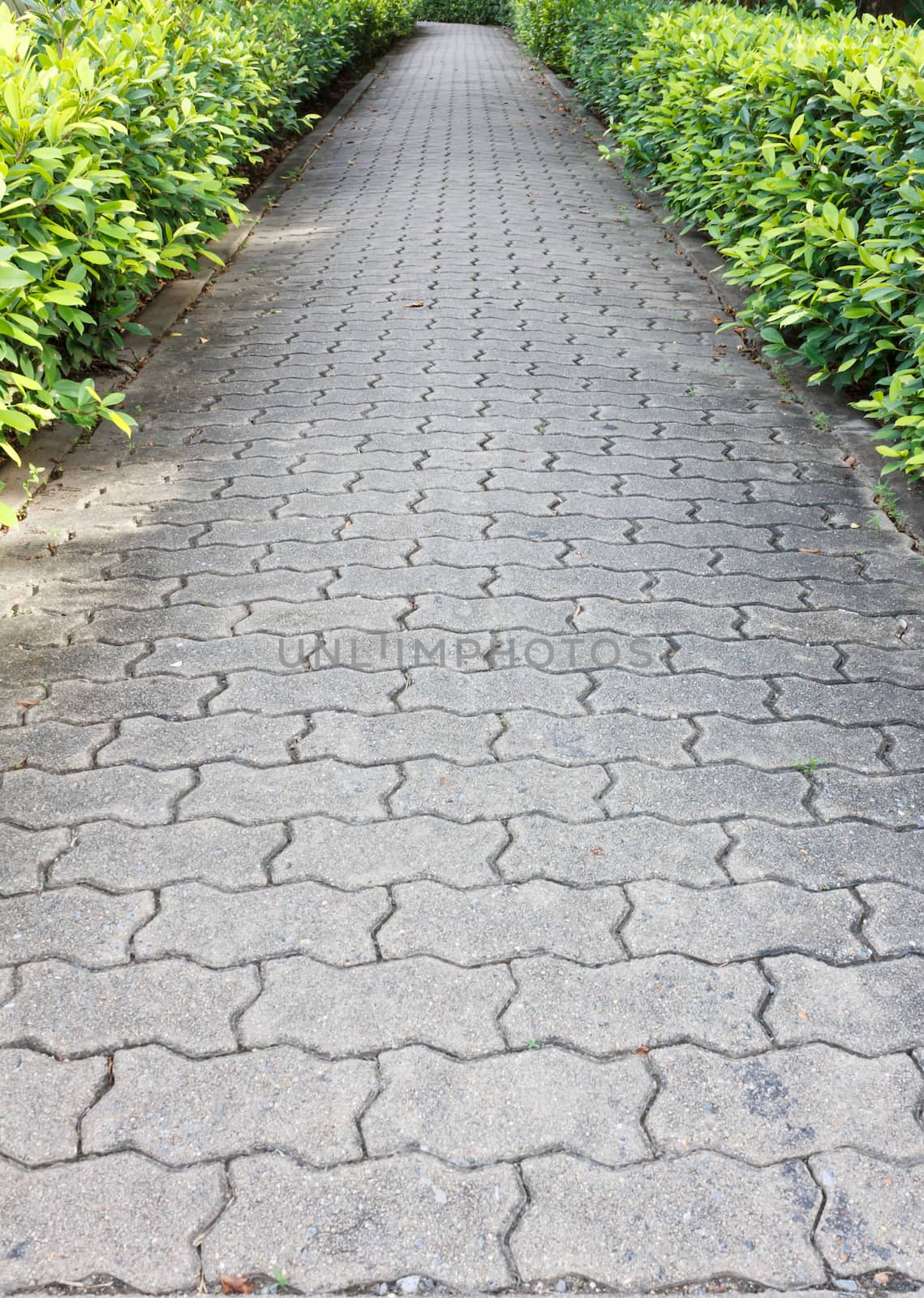 Stone path in the park with bush