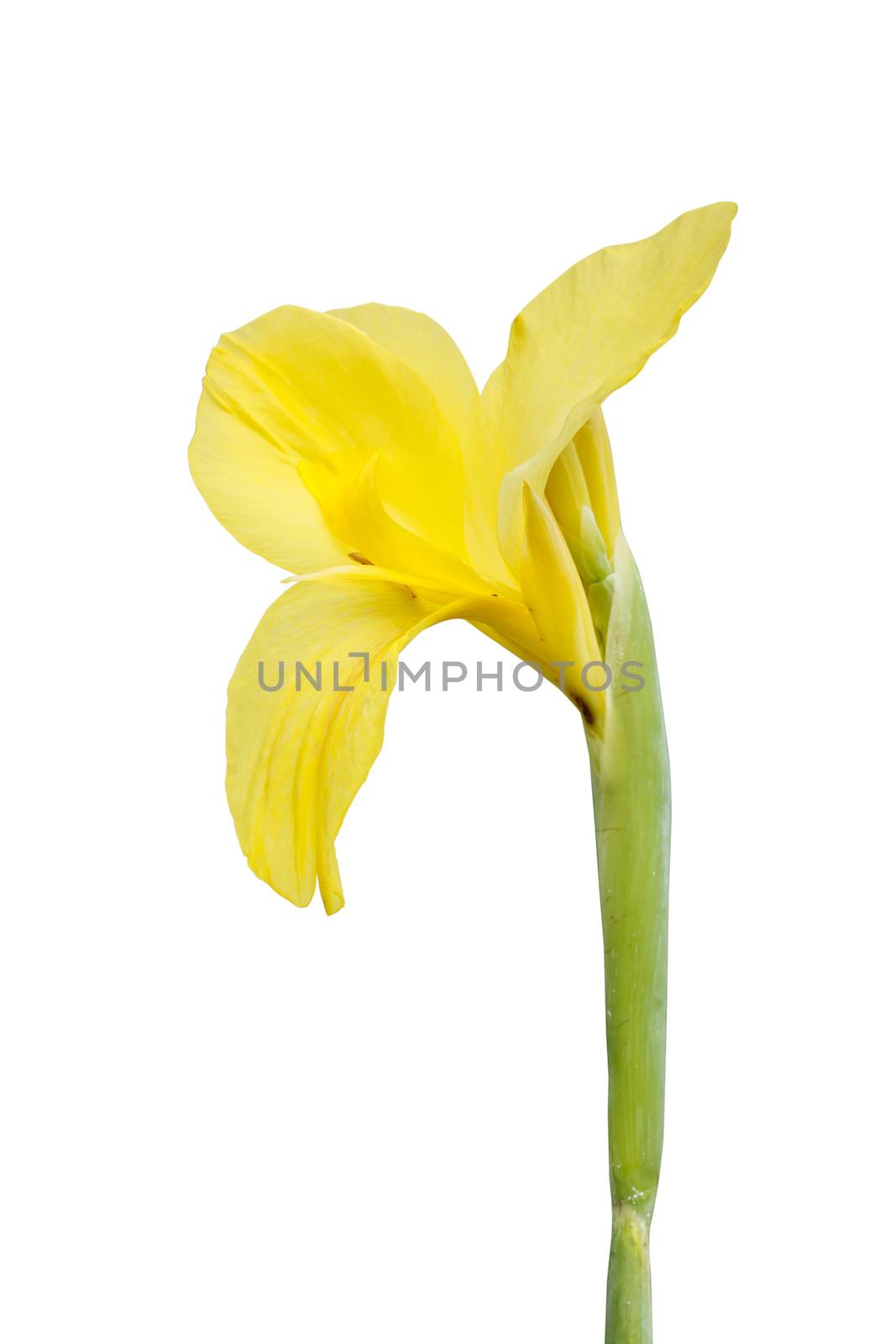 yellow mini canna, Indian shoot, CANNACEAE  isolated on white ba by vitawin