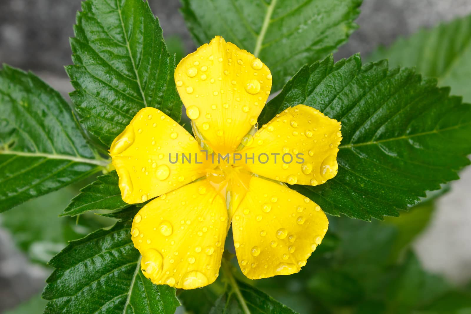 closeup Sage rose flower with dew water isolated on white background