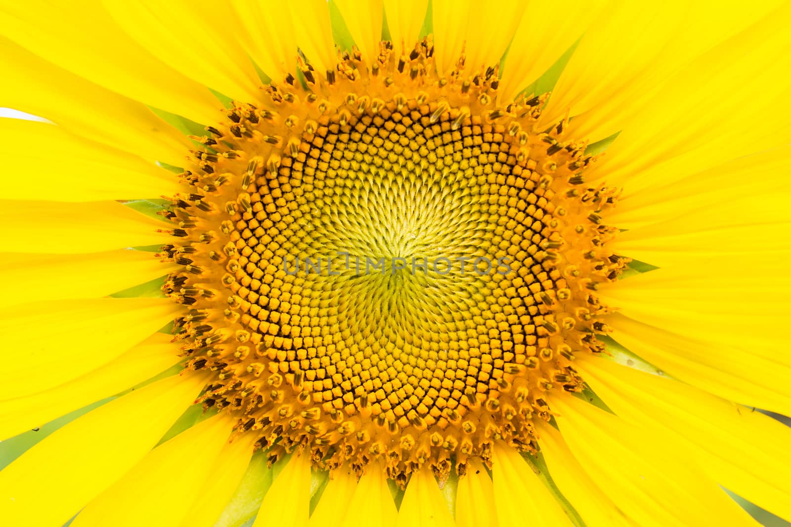sun flower by vitawin