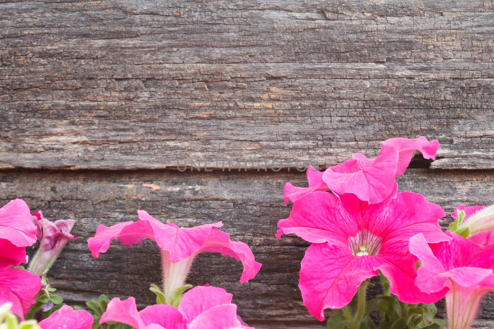 petunia flowers on wood background by vitawin