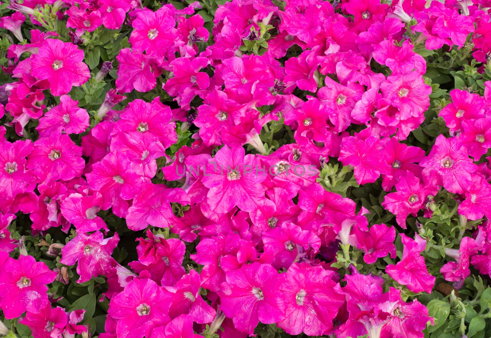 pink petunia flowers by vitawin
