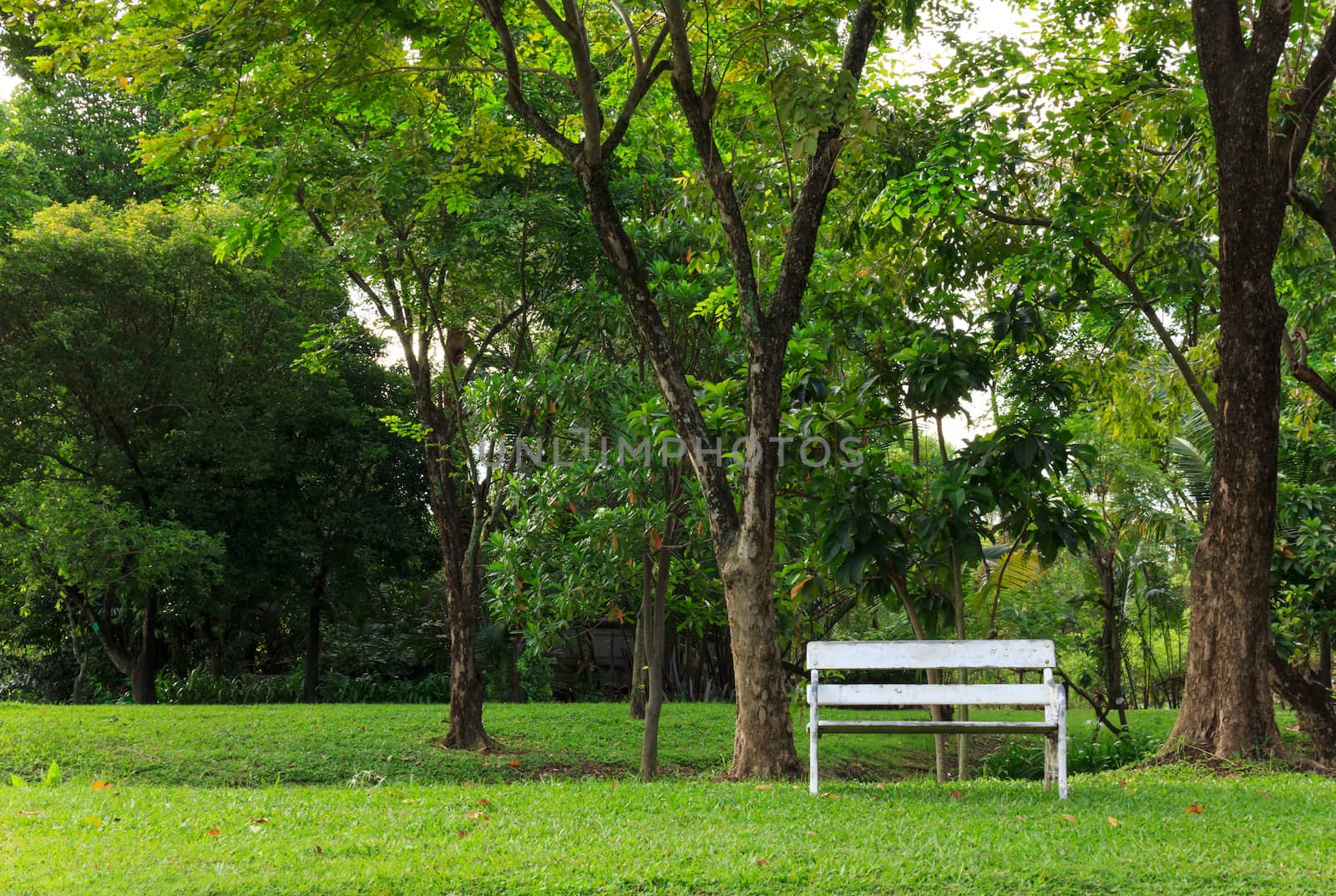 white bench in green park in the summer by vitawin