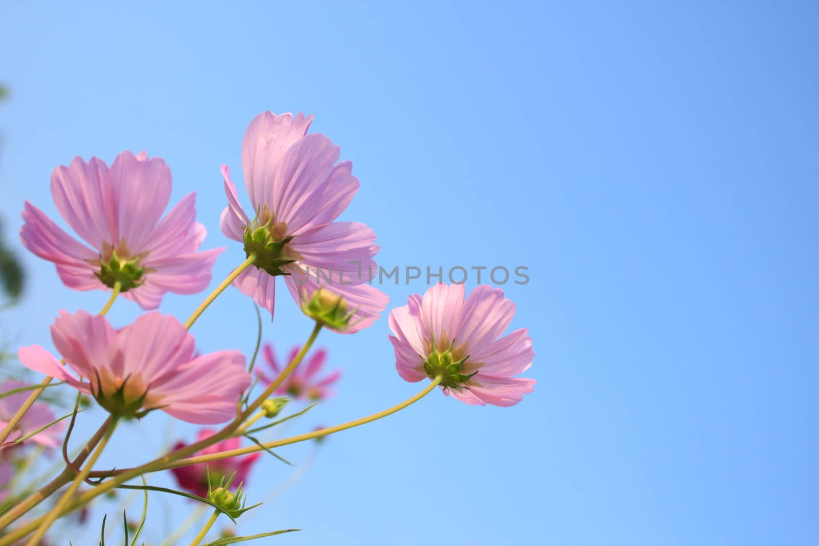 Pink Comos Flowers on sky background