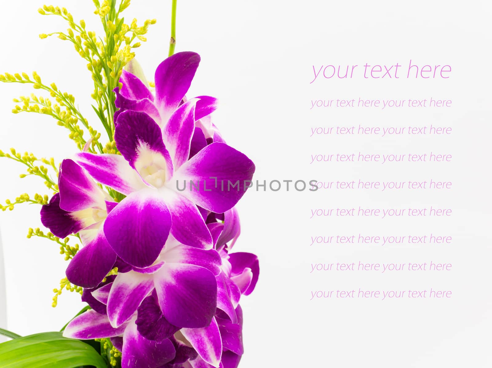 Violet orchid isolated on white background by vitawin