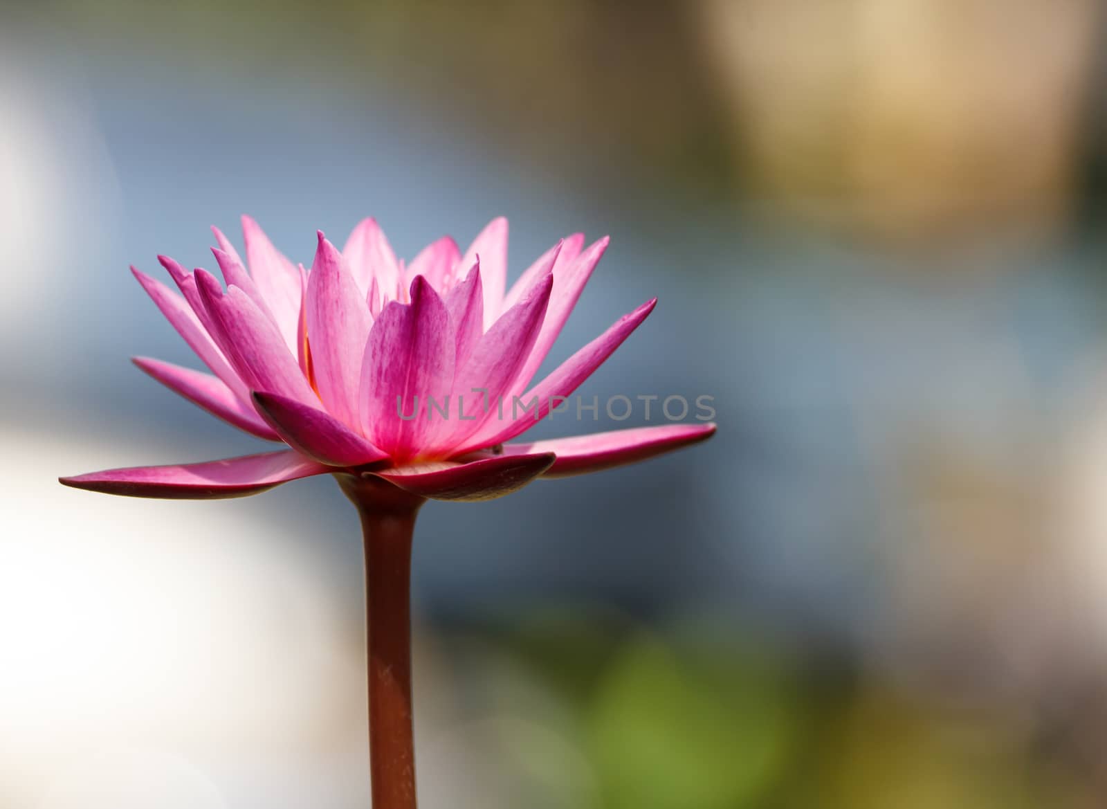 Beautiful pink lotus flower blossom