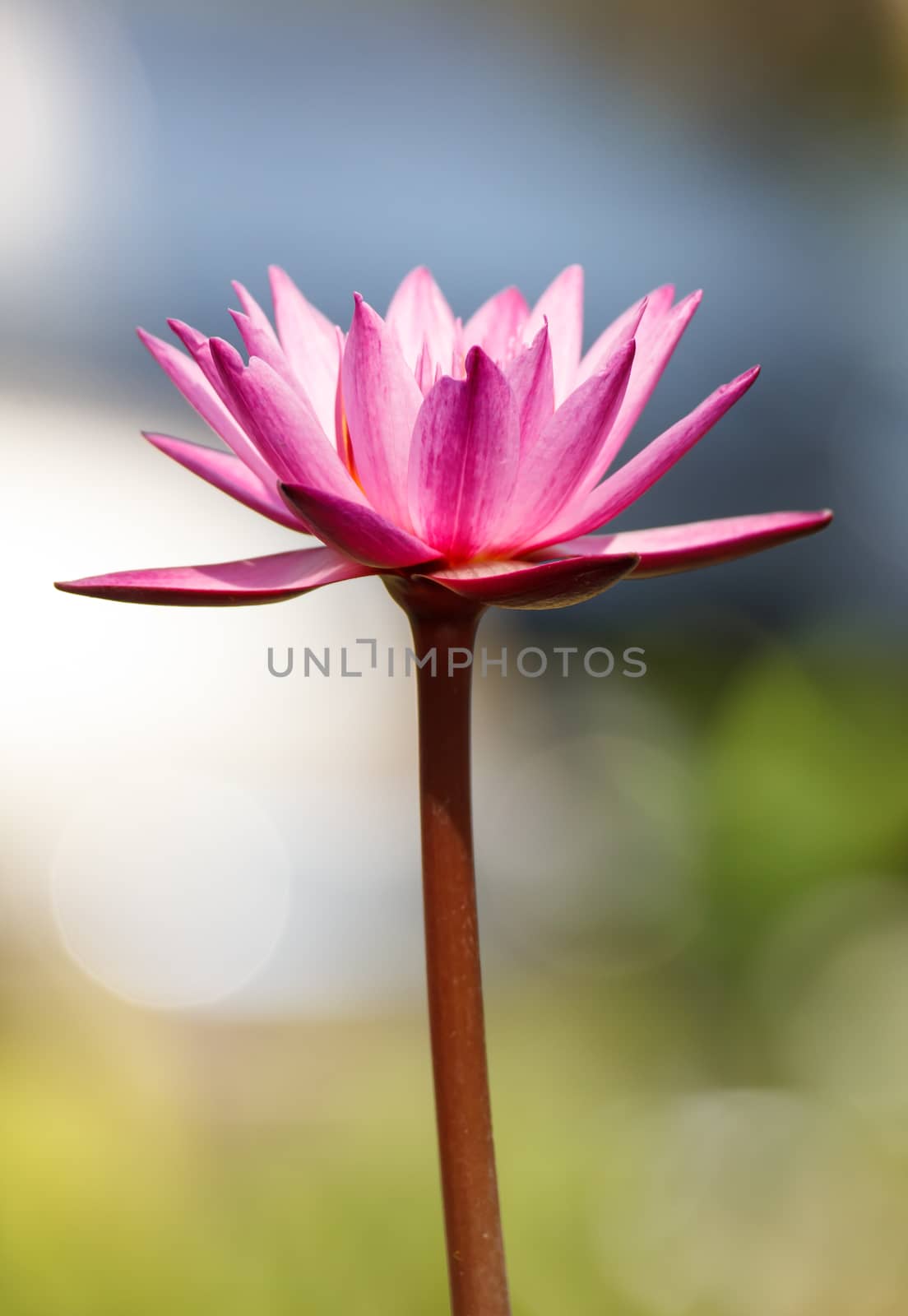 Beautiful pink lotus flower blossom