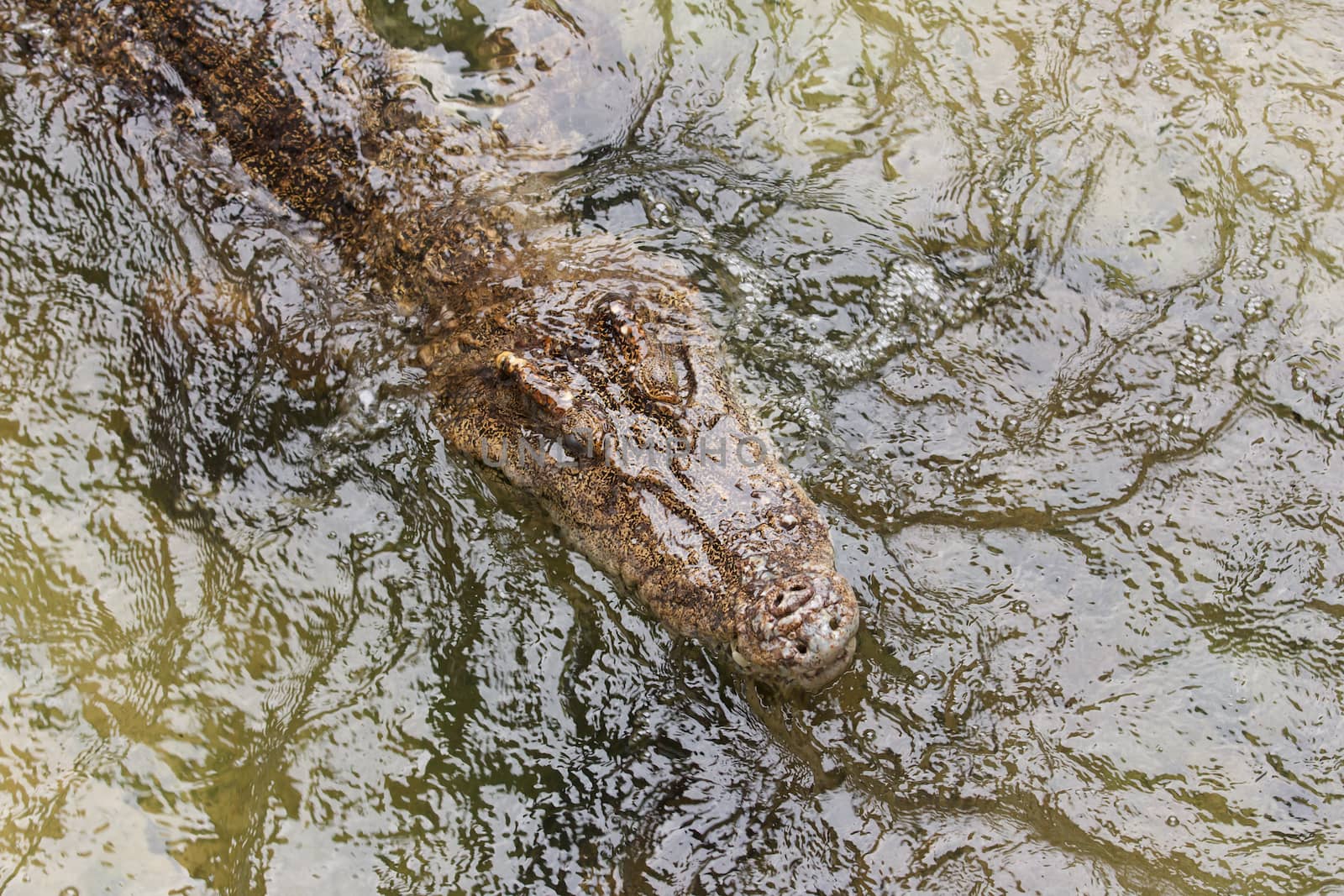 top view crocodile in a pond
