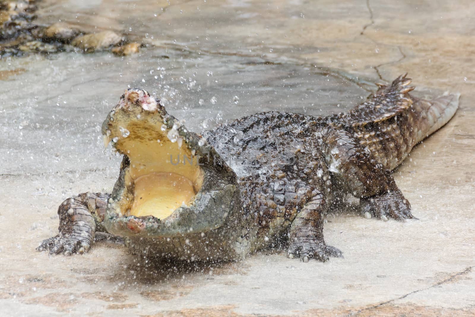 Crocodile open mouth with spray water