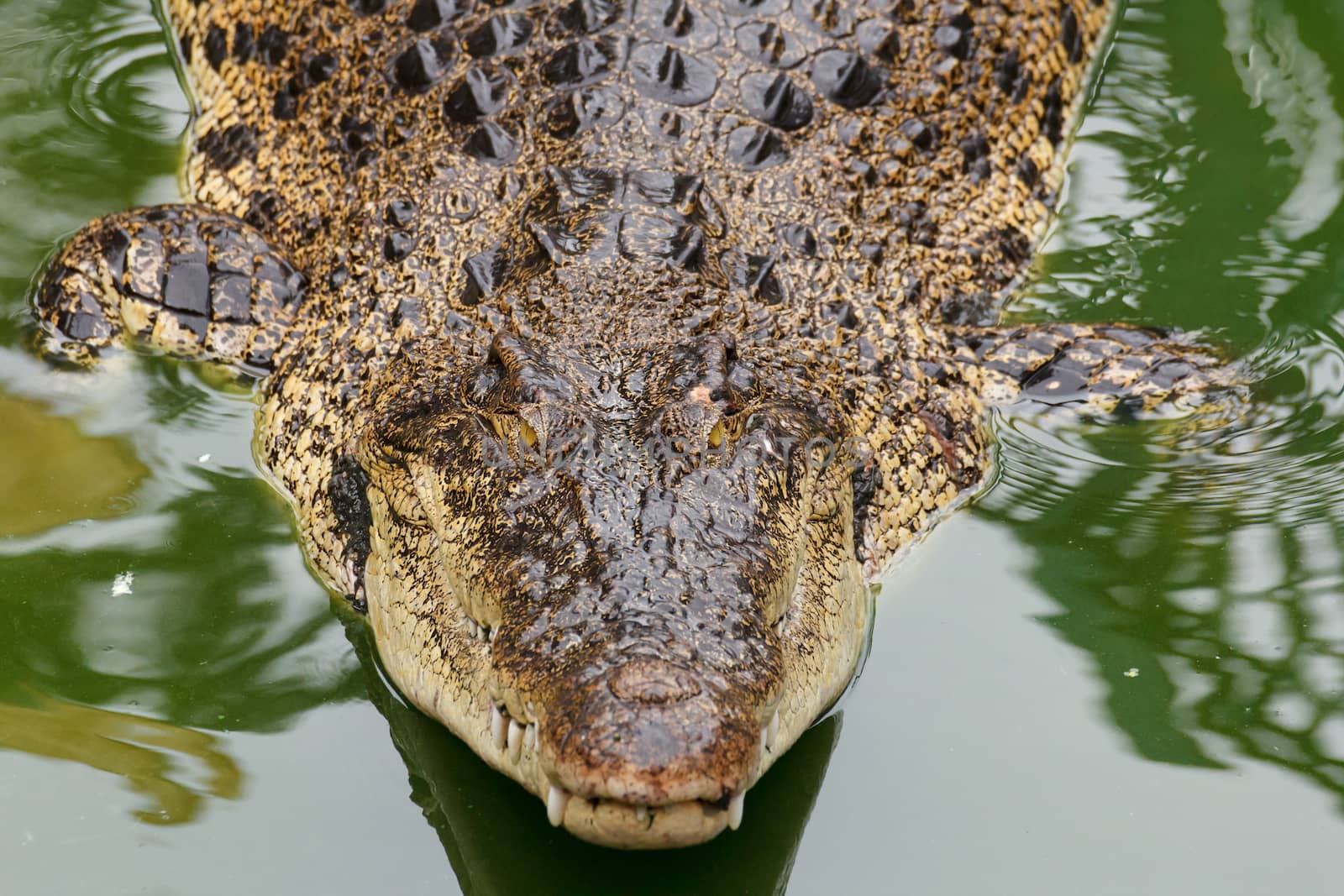 Siamese crocodile in water by vitawin