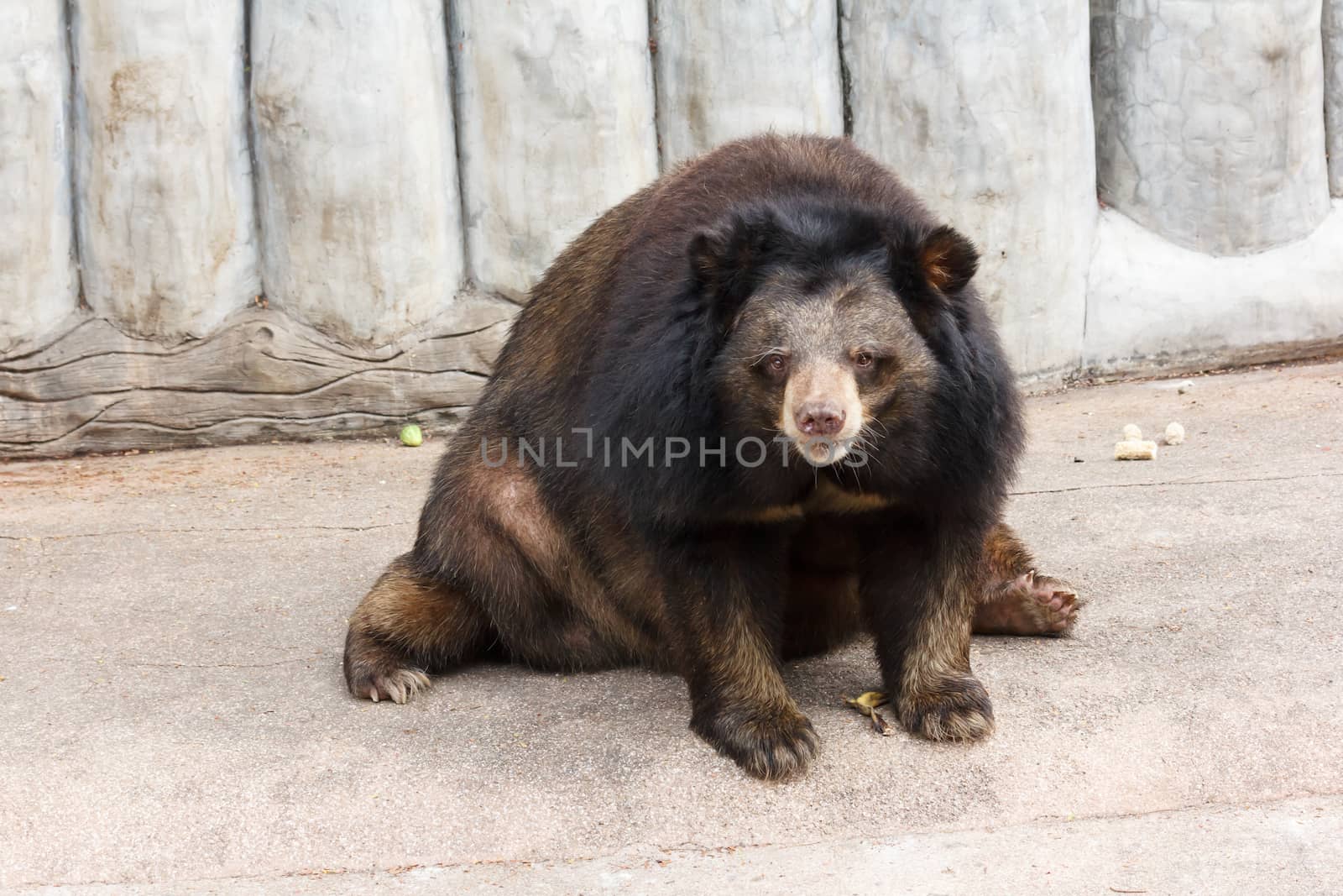 asiatic bear by vitawin
