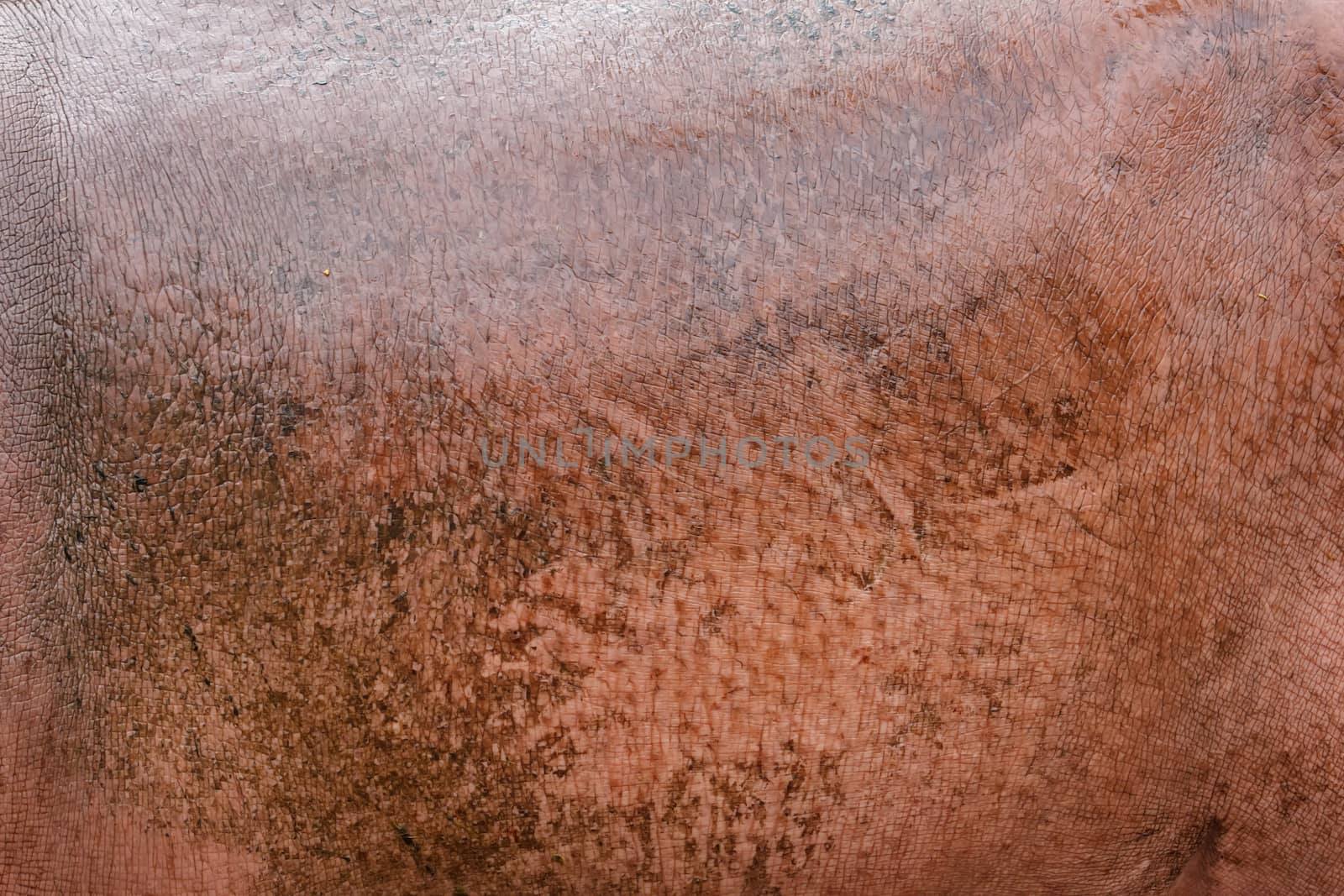 hippopotamus skin texture for background