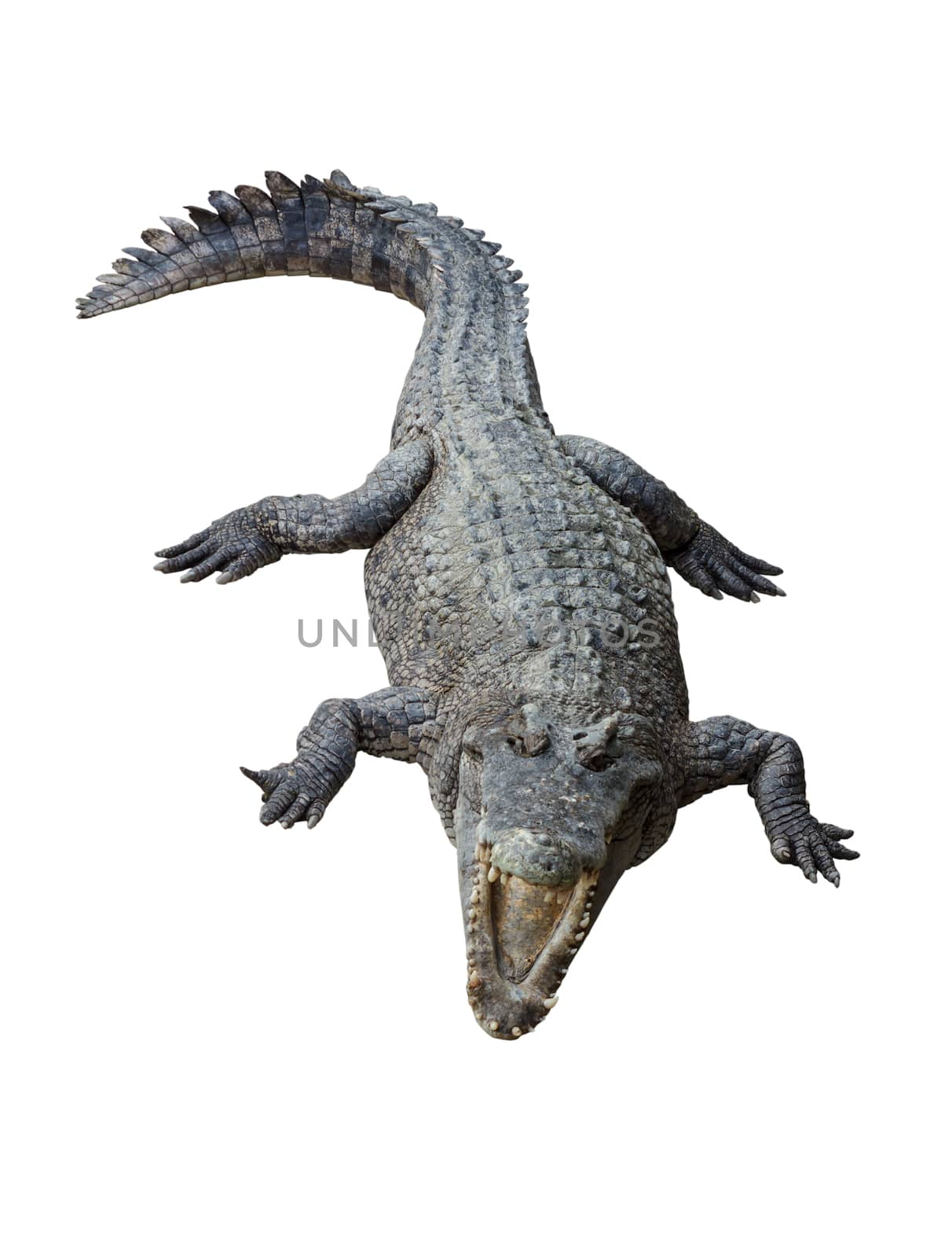 Crocodile isolated on white background by vitawin