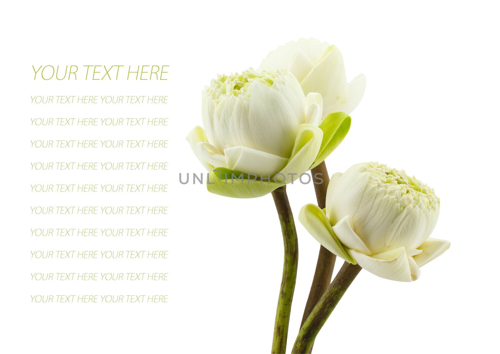 petal of the green three lotus flowers blossom isolated on white background