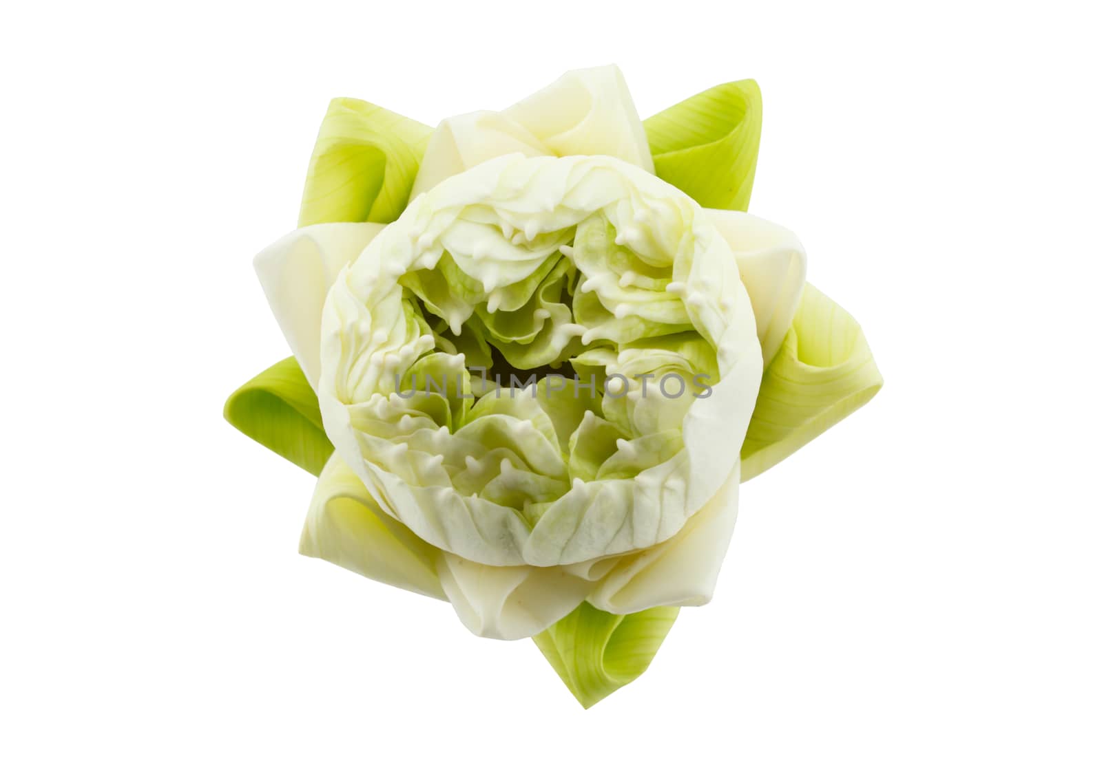 green lotus flower isolated on white background