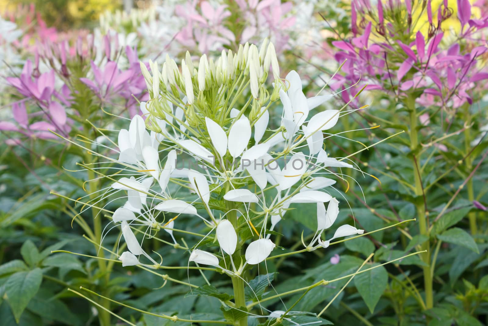 White and Pink Cleome or Spider Flowers
