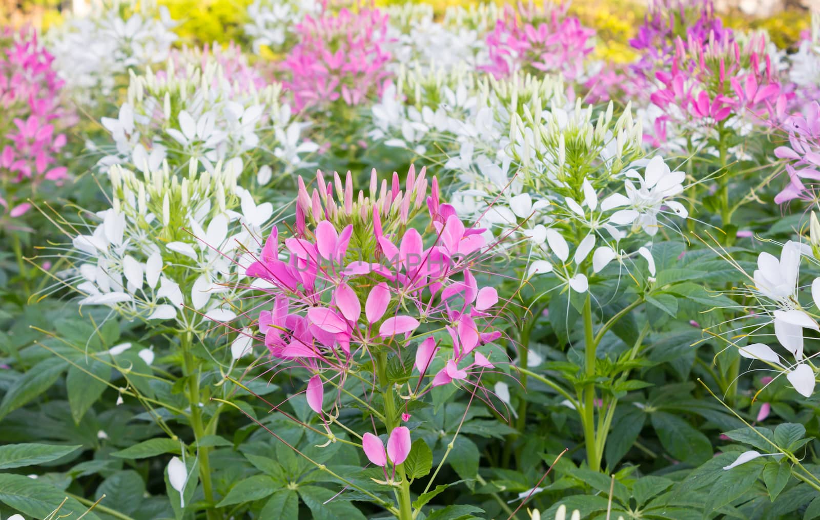 Pink Cleome or Spider Flowers by vitawin