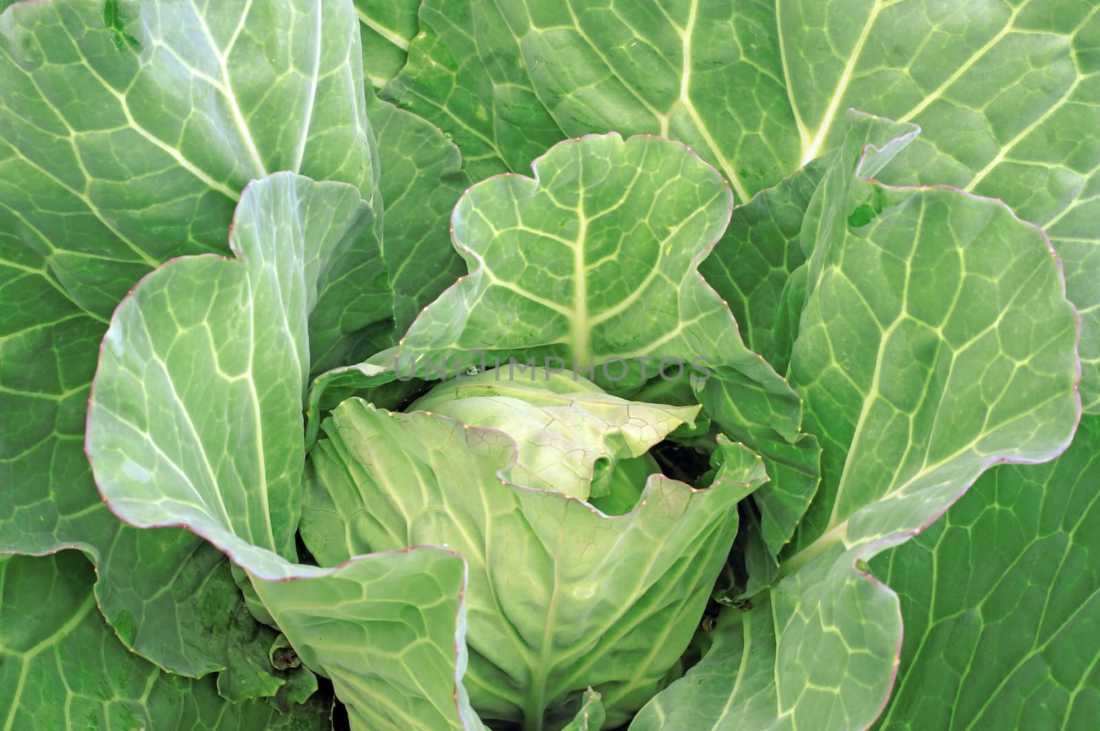 Big green cabbage in the garden as a background                                    