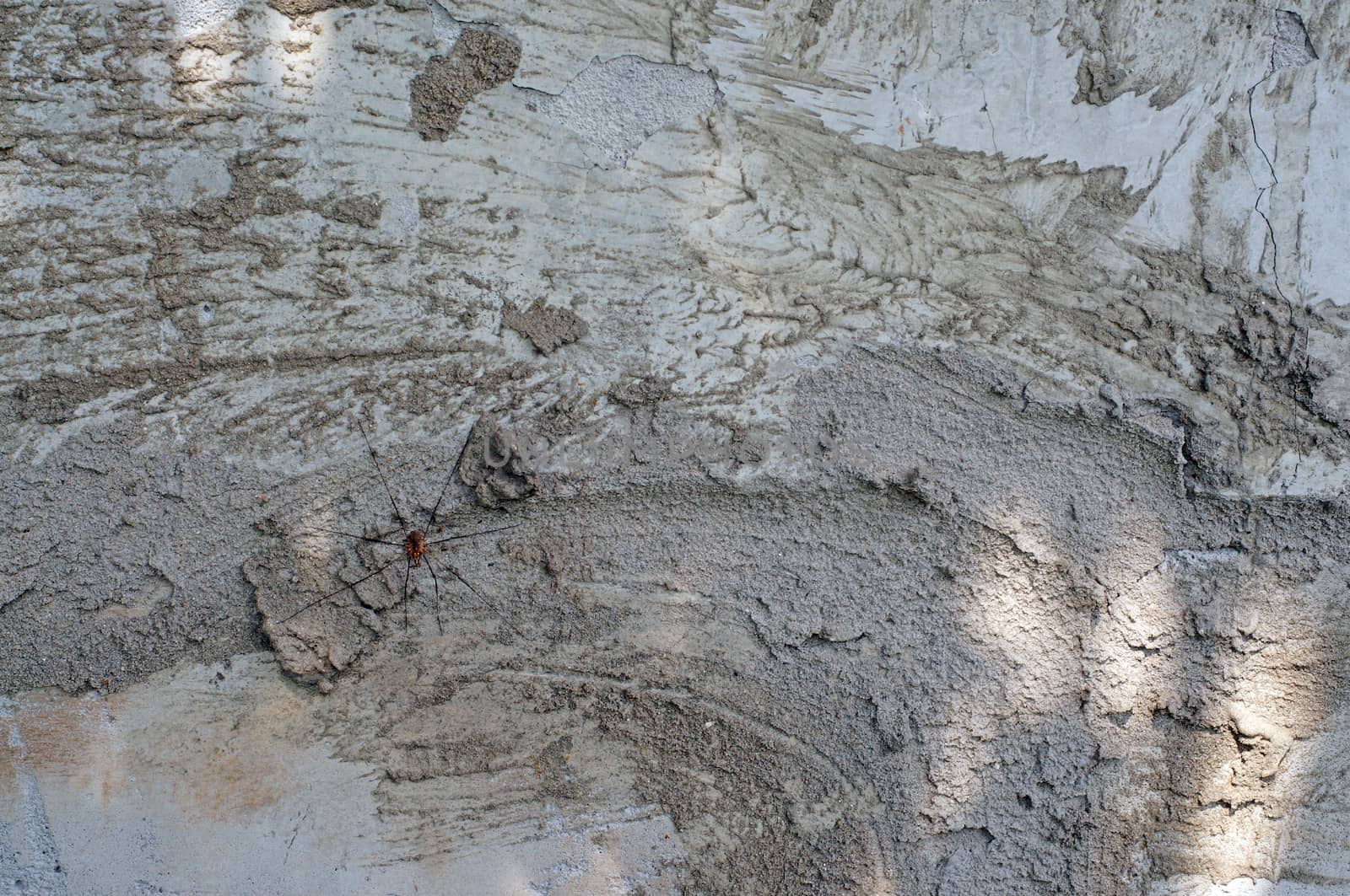 Grey cement old wall with the spider and with sunlight spots as the background                                       